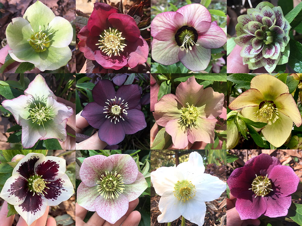 A collage showing the variety of Hellebore flowers growing at the park.