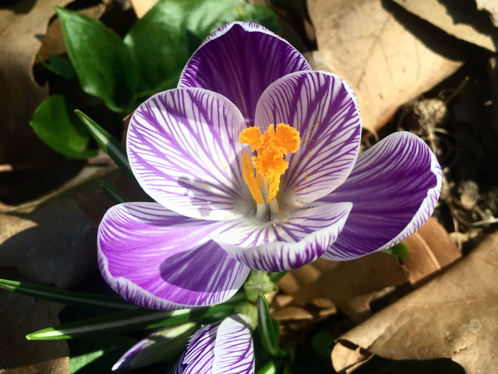 A detailed look at Crocus 'Pickwick'.
