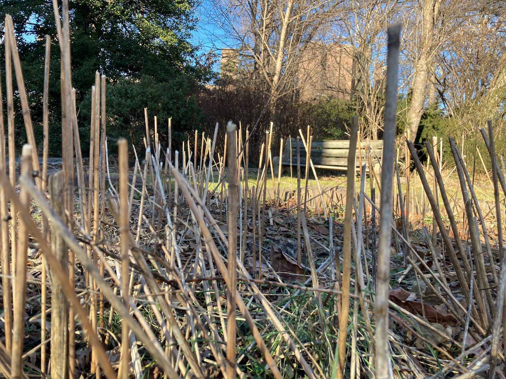 As herbaceous plants were cut back throughout the winter, 18 inch stems were left standing to preserve habitat for overwintering insects. Once temperatures are consistently above 50 degrees these stems will be cut back to the ground.
