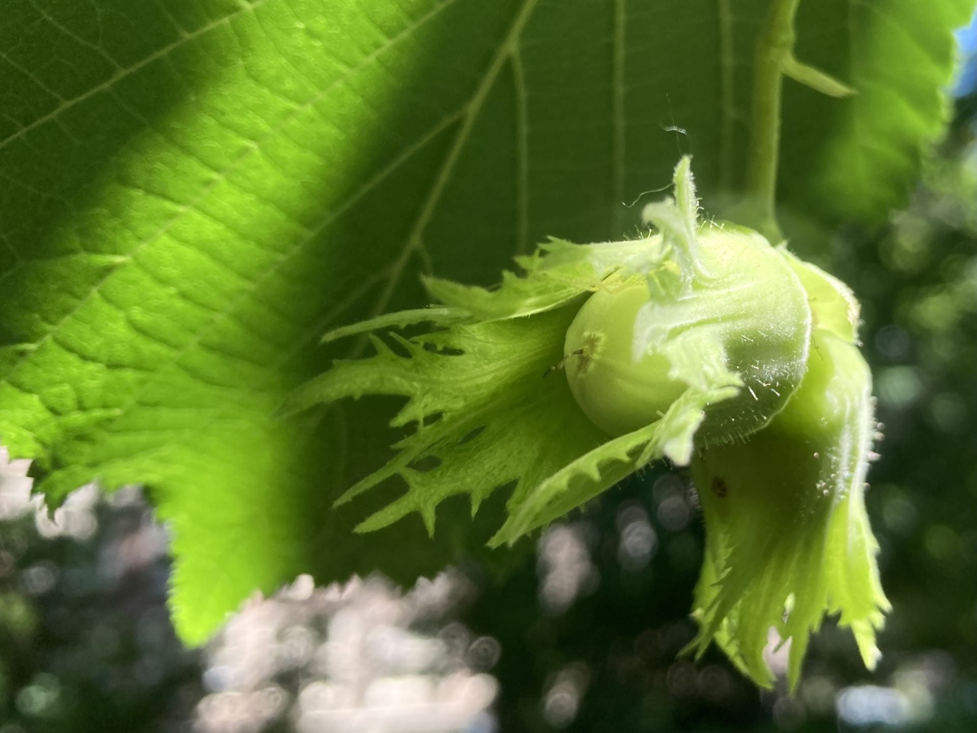 Developing hazelnuts, Corylus avellena.