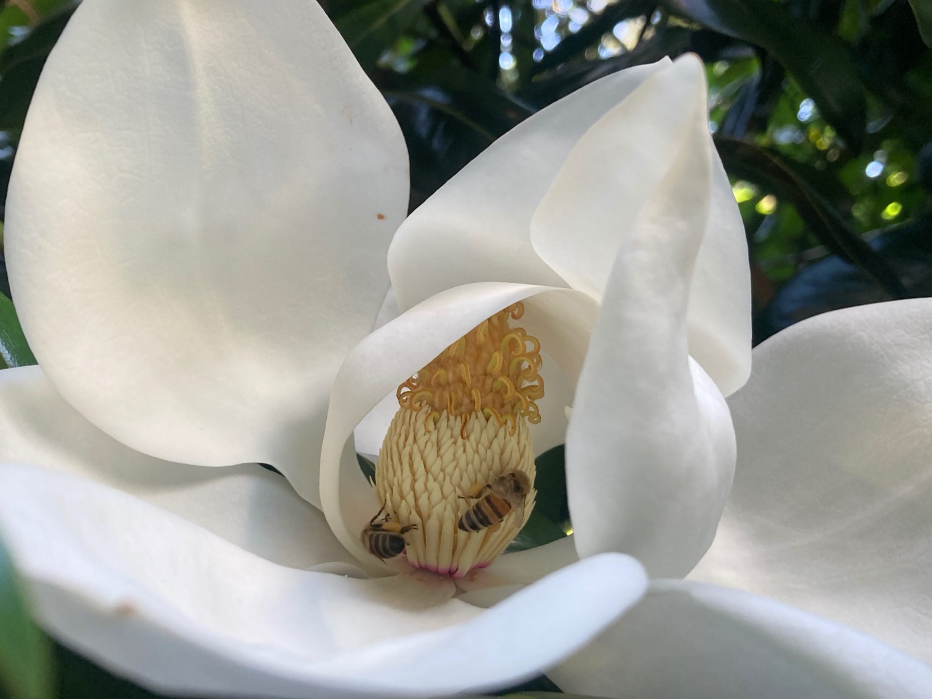 Honey bees visit the large, fragrant flowers of Magnolia grandiflora.