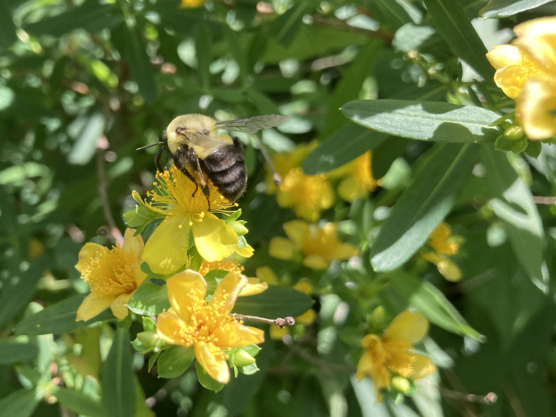 A wide variety of pollinators stop by the park when Hypericum are in flower.