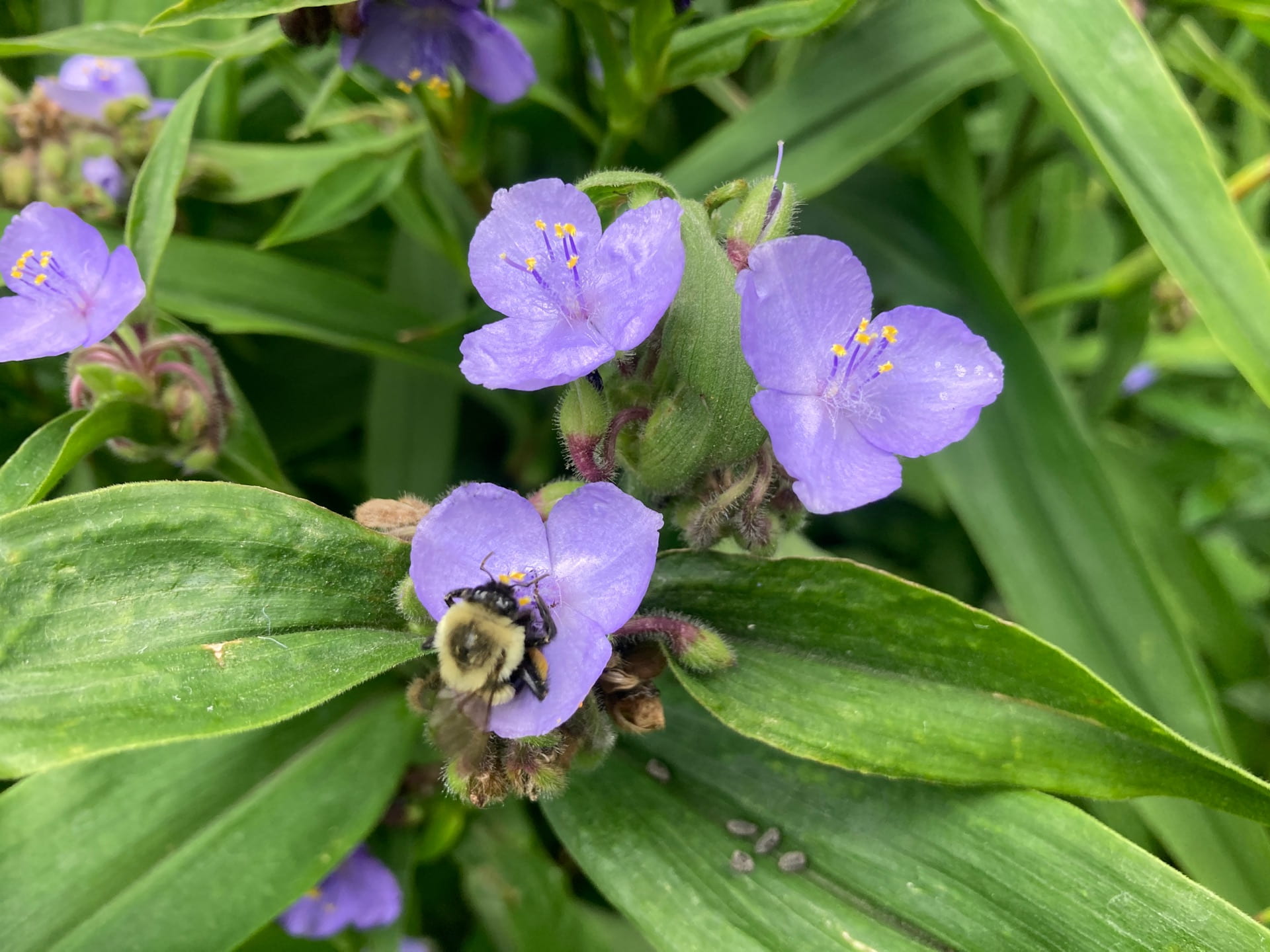 The long blooming flowers of Tradescantia virginiana attract pollinators through the summer.