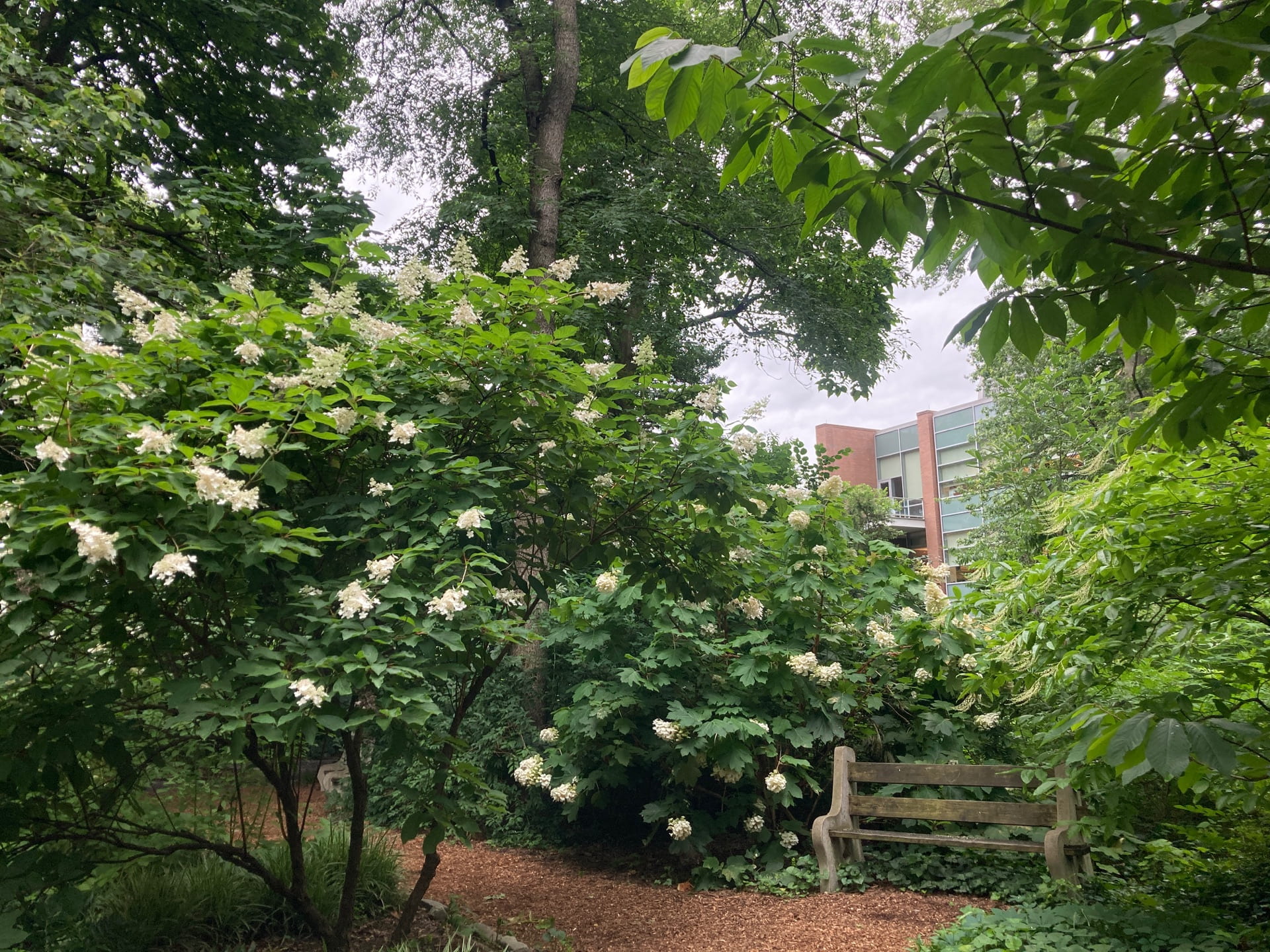 Hydrangea season arrives at the park. Here H. paniculata and H. quercifola border the pathway.