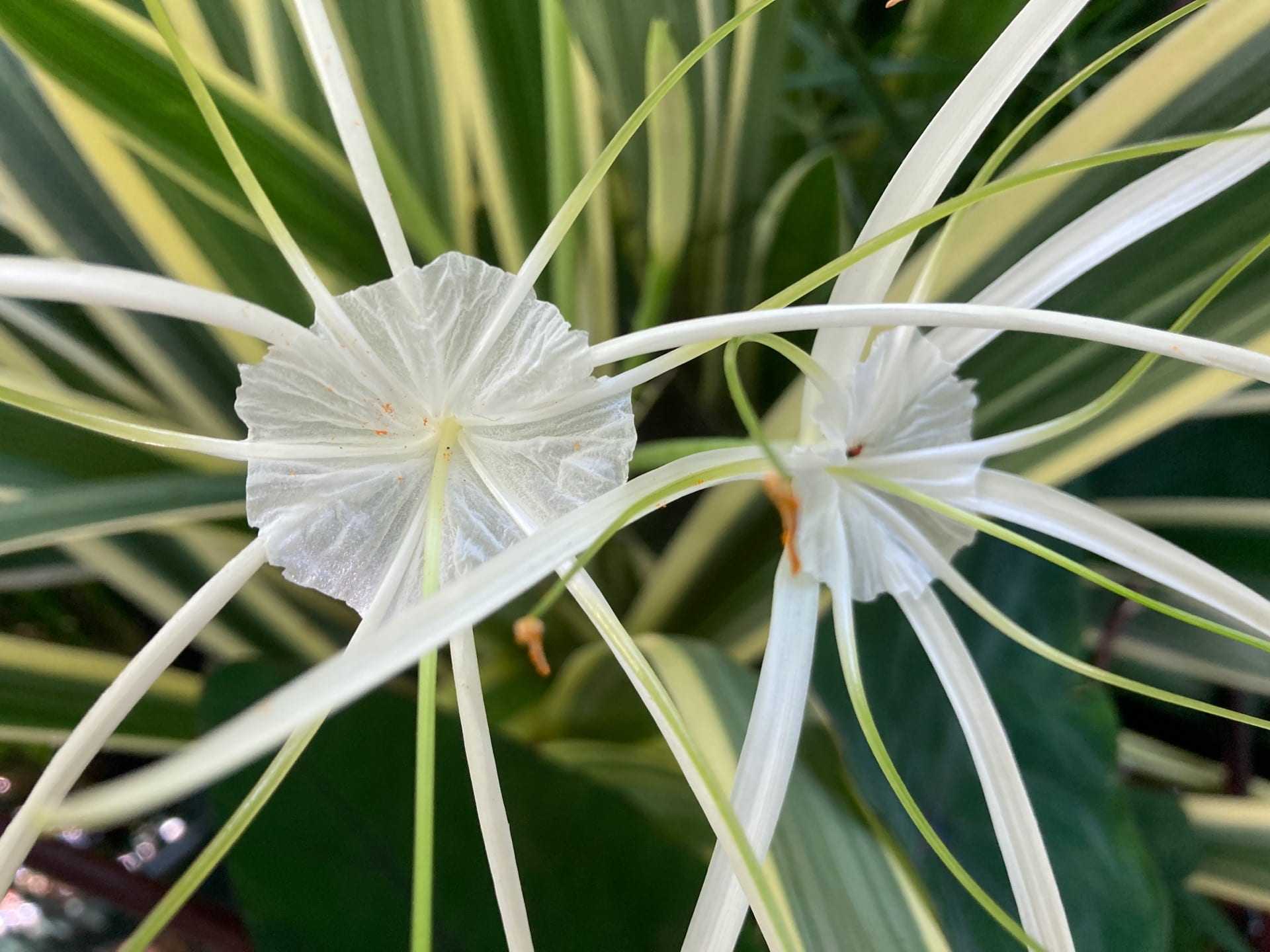The Caribbean spider lily, Hymenocallis caribaea, is a bulbous perennial that has adapted to be able to grow completely submerged in water.