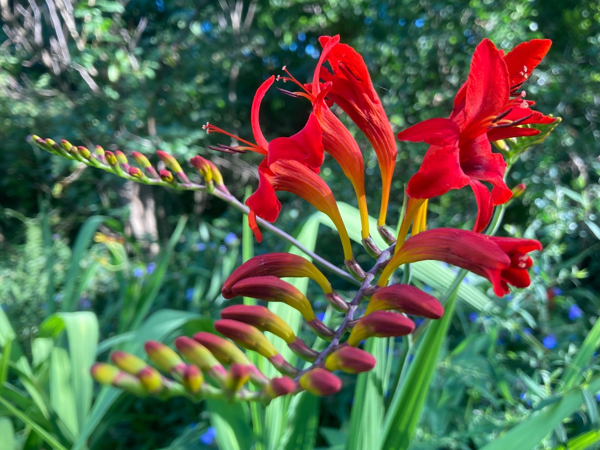 The electric flowers of Crocosmia 'Lucifer' light up the South Lawn.