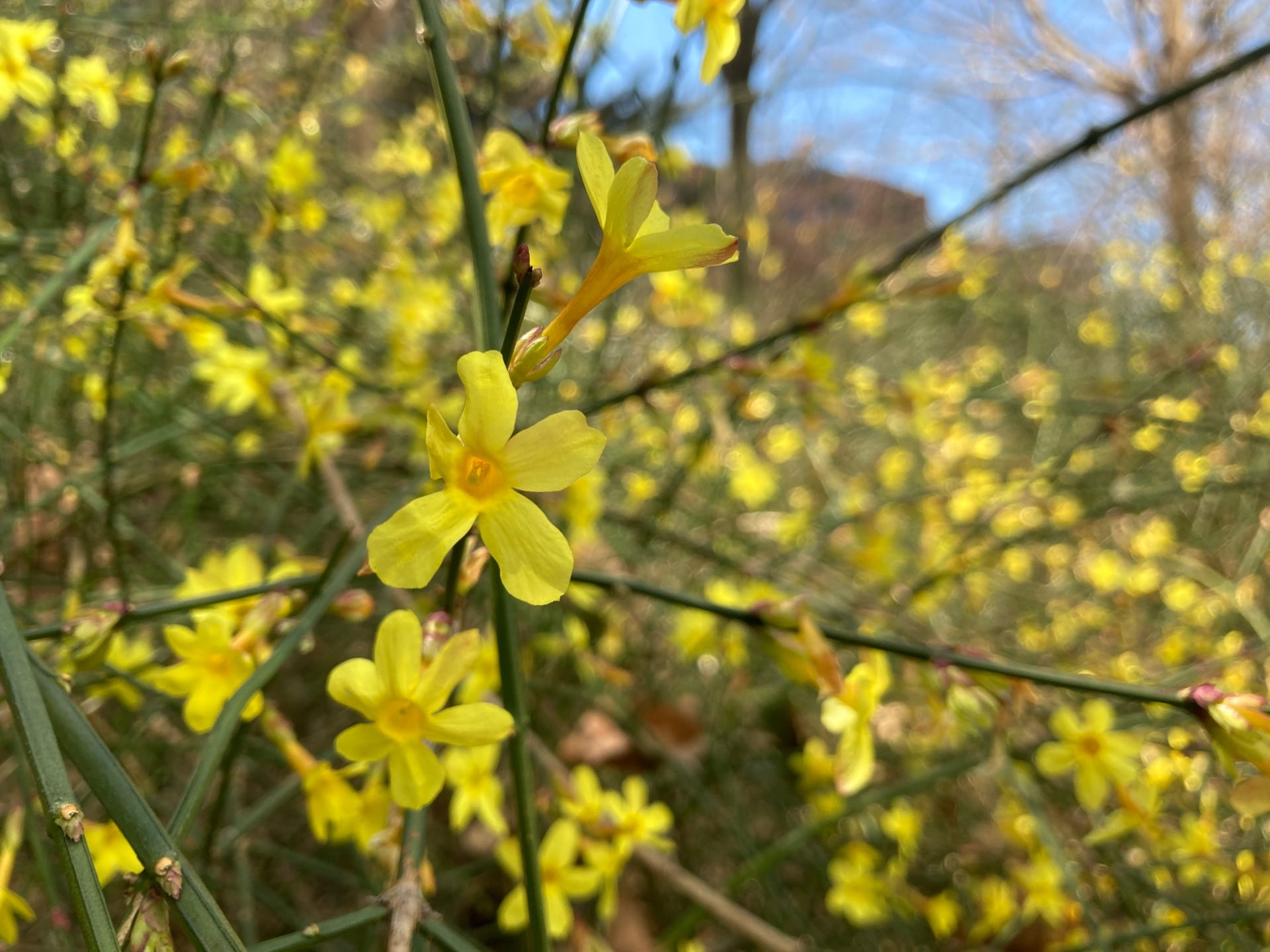 A closer view of the early blooming Jasminum nudiflorum flowers.