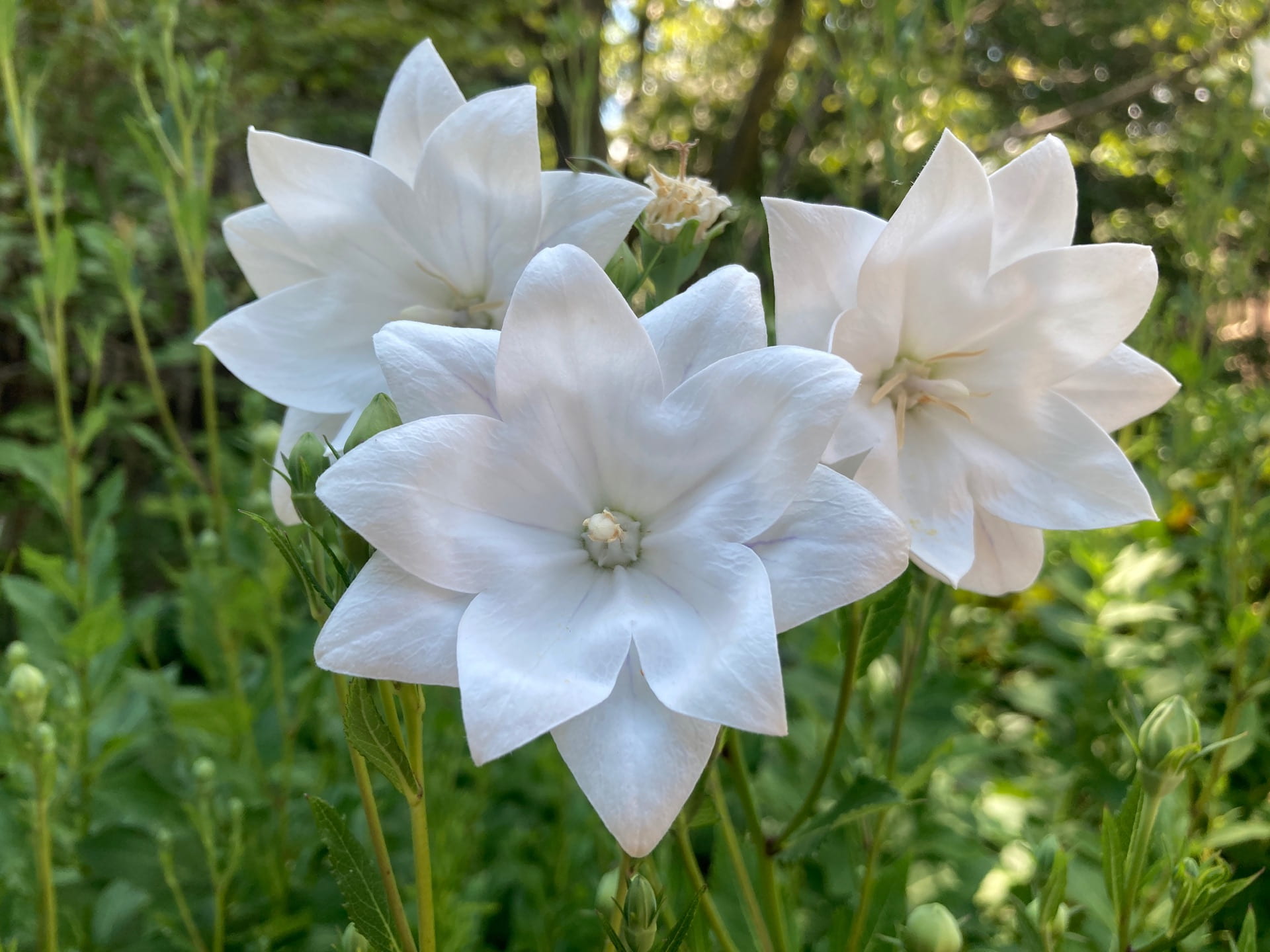 Balloon flower, Platycodon grandiflorus 'Astra Double White', blooms outside of Leidy Labs.