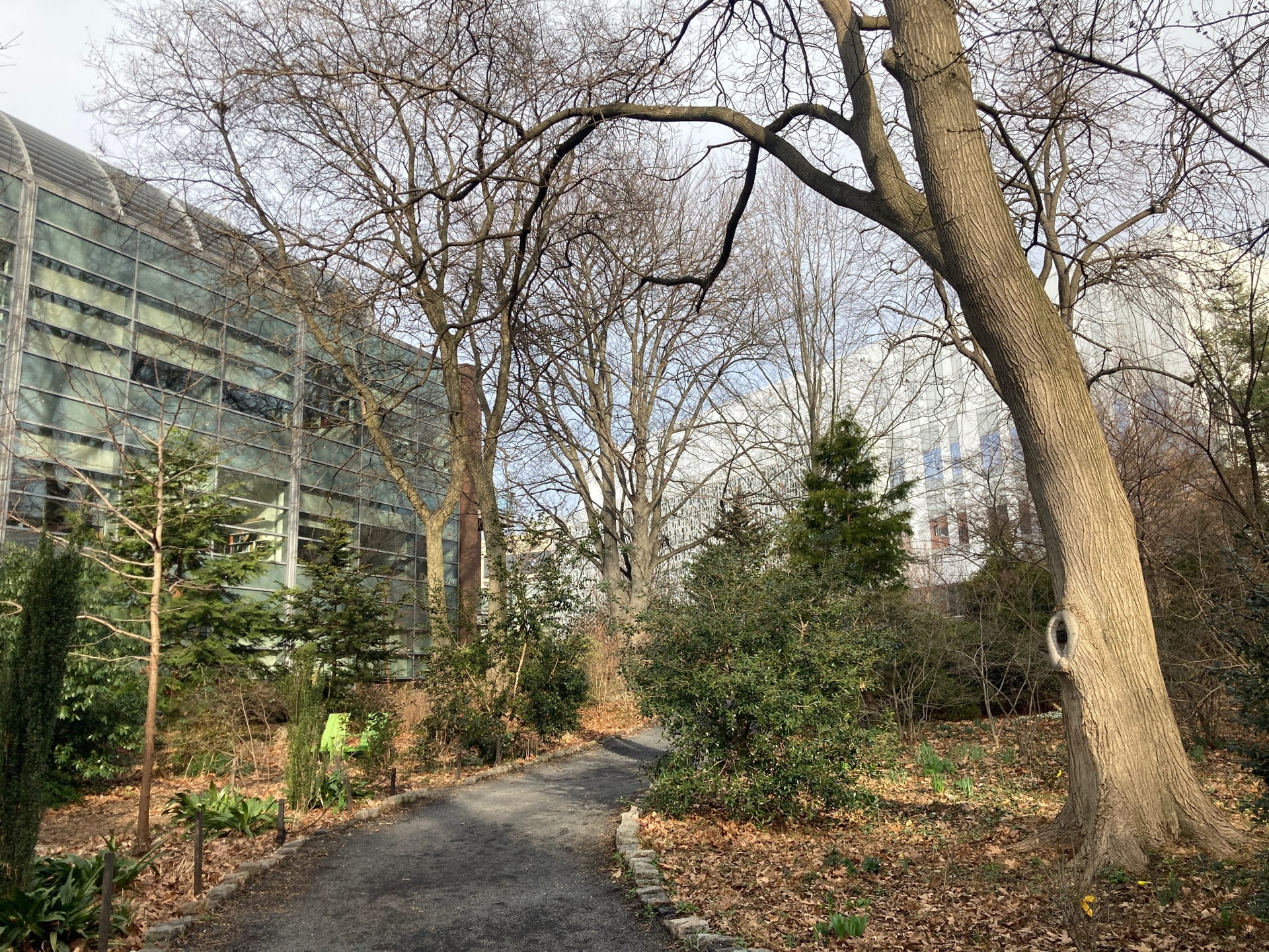 While herbaceous plants are dormant, the architecture of woody plants and evergreens defines the winter garden.
