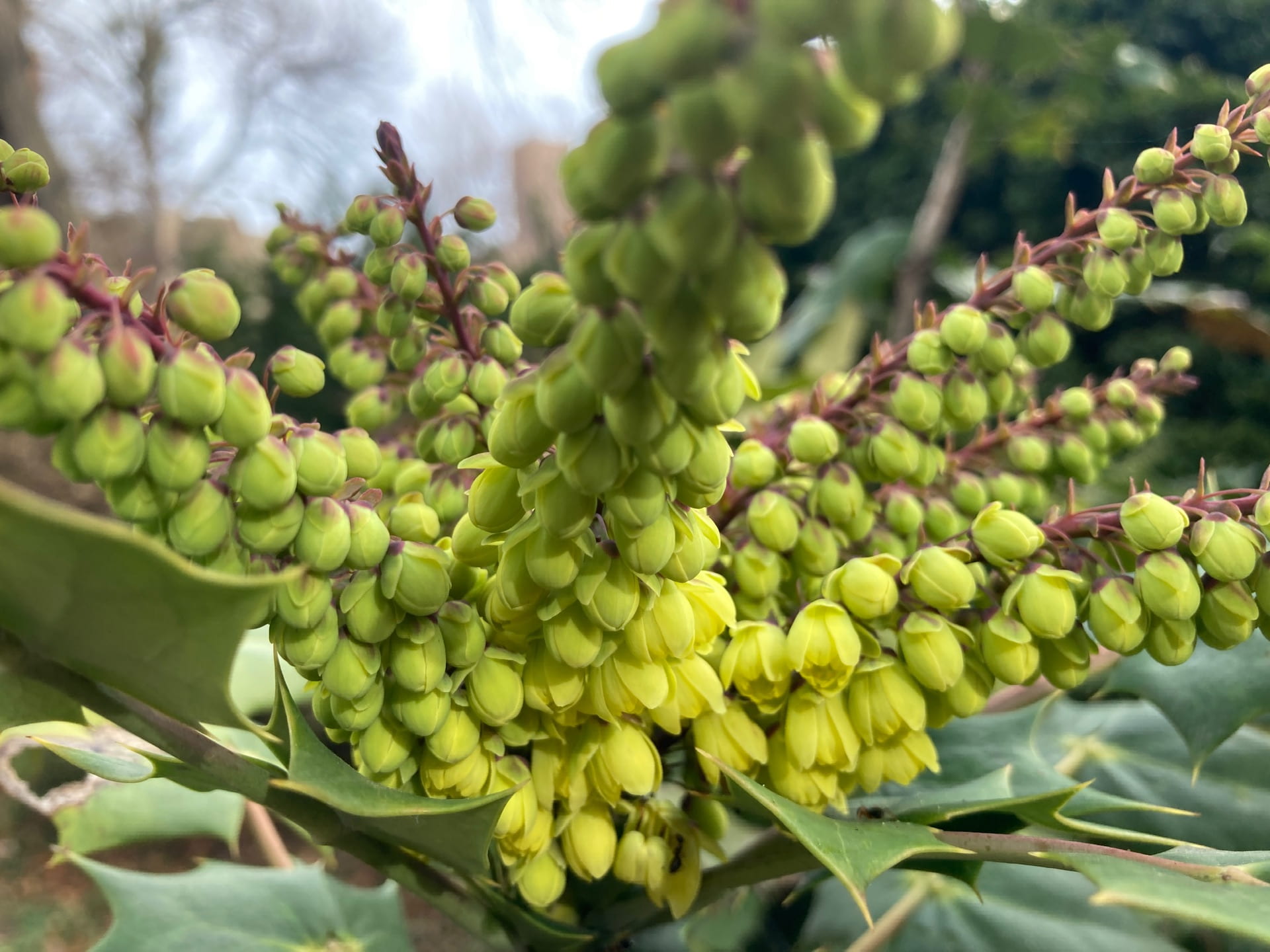 Mahonia bealei's acid yellow flower spikes stand out against its deep green leaves.