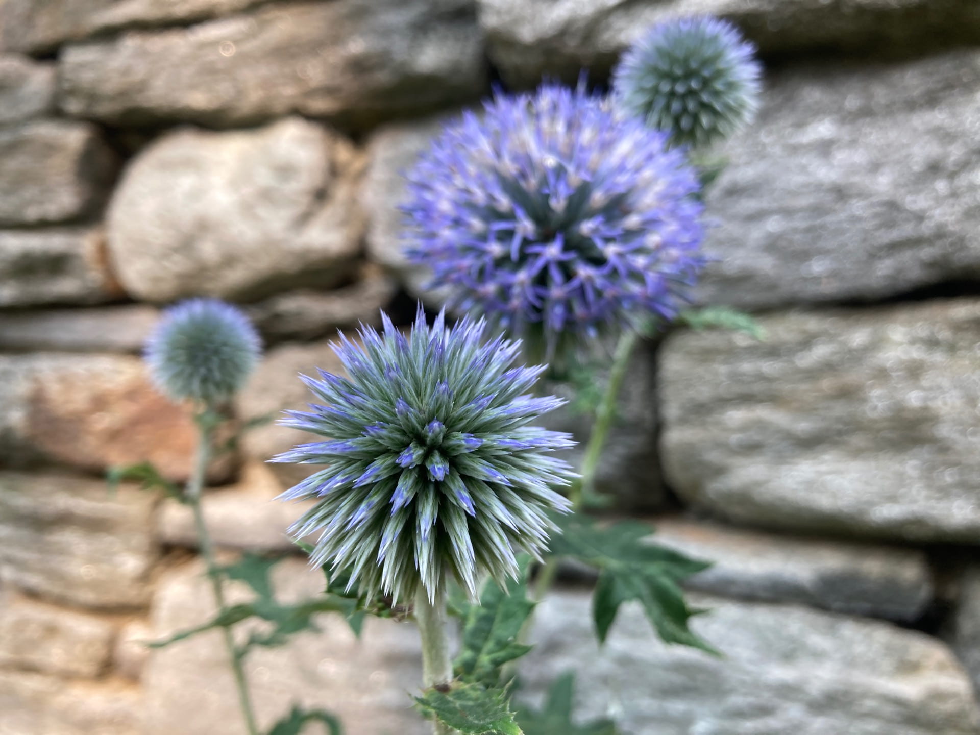 The geometric flowers of the globe thistle, Echinops bannaticus, add an architectural element to the Goddard Garden.