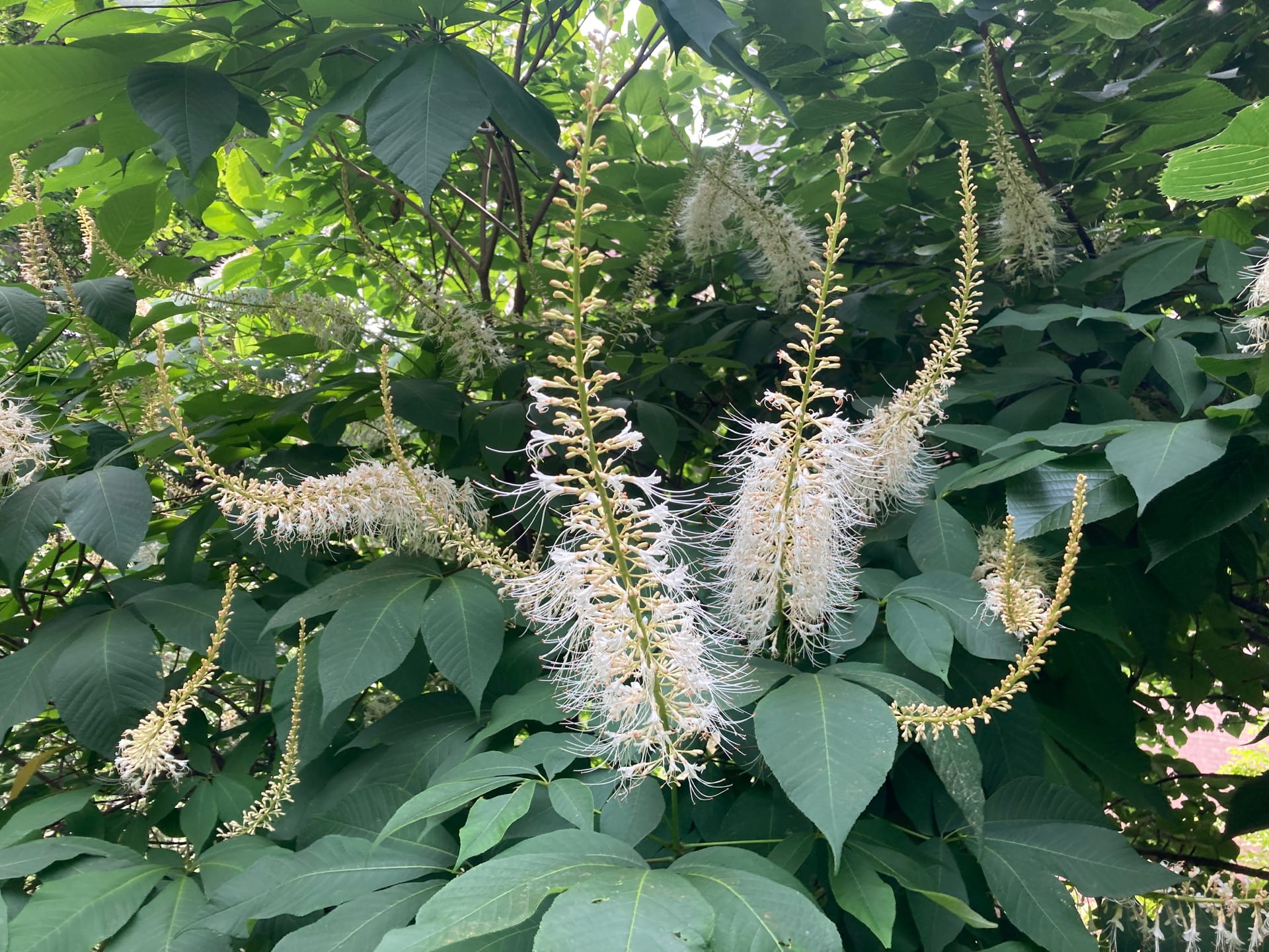 The large inflorescences of Aesculus parviflora give it its common name, the bottlebrush buckeye.