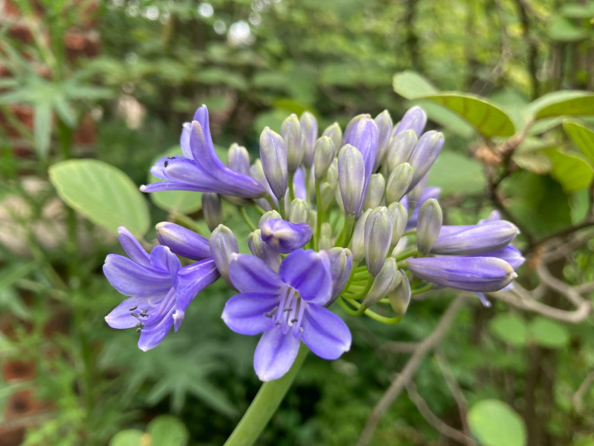 Since it is marginally hardy, it is a treat to see the blooms of Agapanthus 'Storm Cloud'.