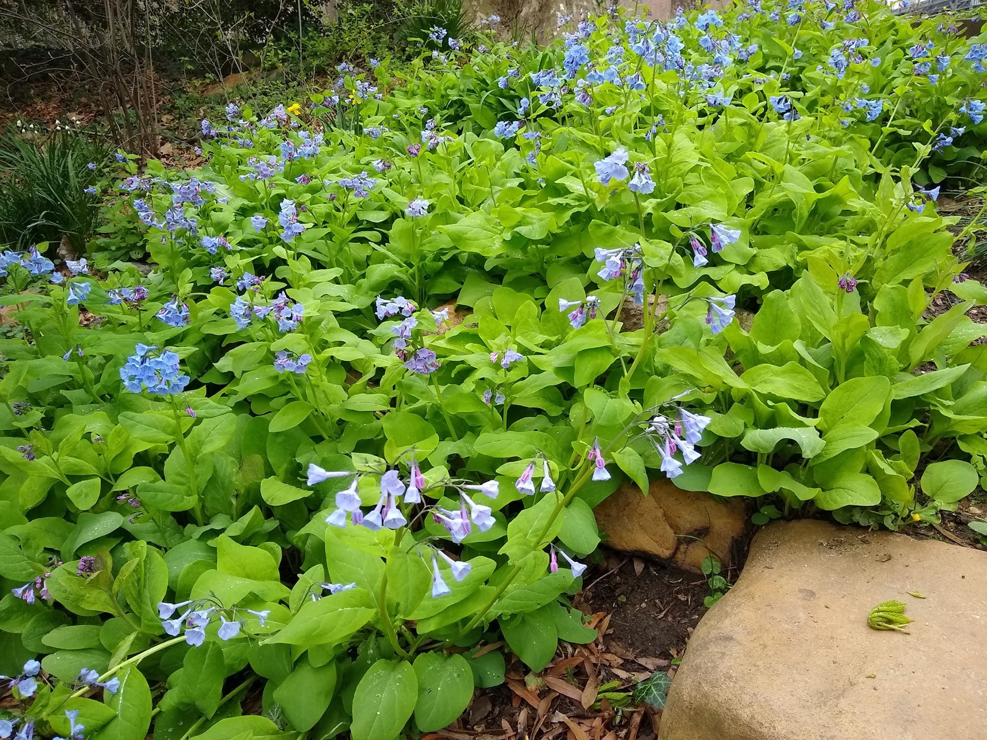 Mertensia virginica cascades down a hill side at the pond.