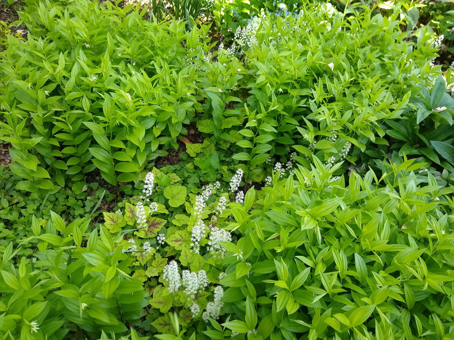 A tapestry of Tiarella cordifolia and Maianthemum stellatum thrives in the shade.