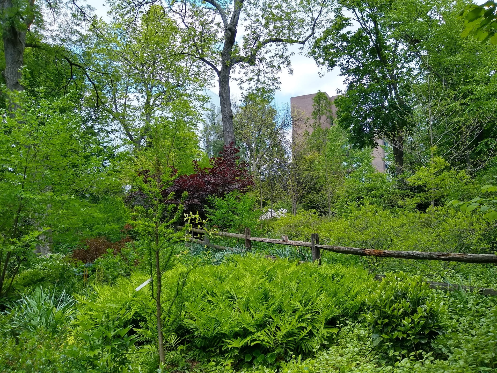 Newly emerged spring foliage transforms the park into a study of green.