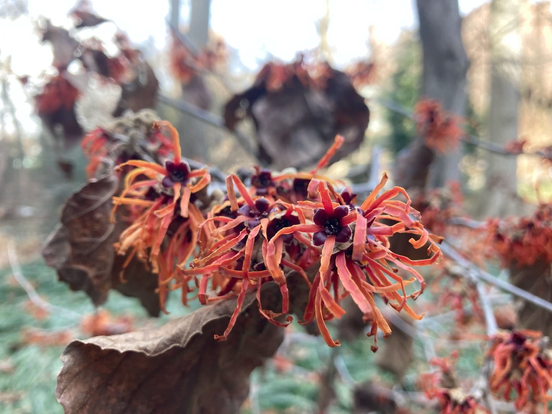 Hamamelis xintermedia 'Jelena' blooms in the winter with ribbon-like red orange petals.