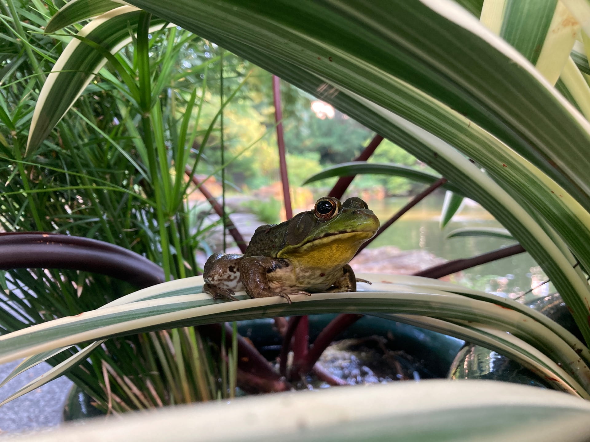 A young green frog, Lithobates clamitans, sits on top of a Caribbean spider lily leaf.