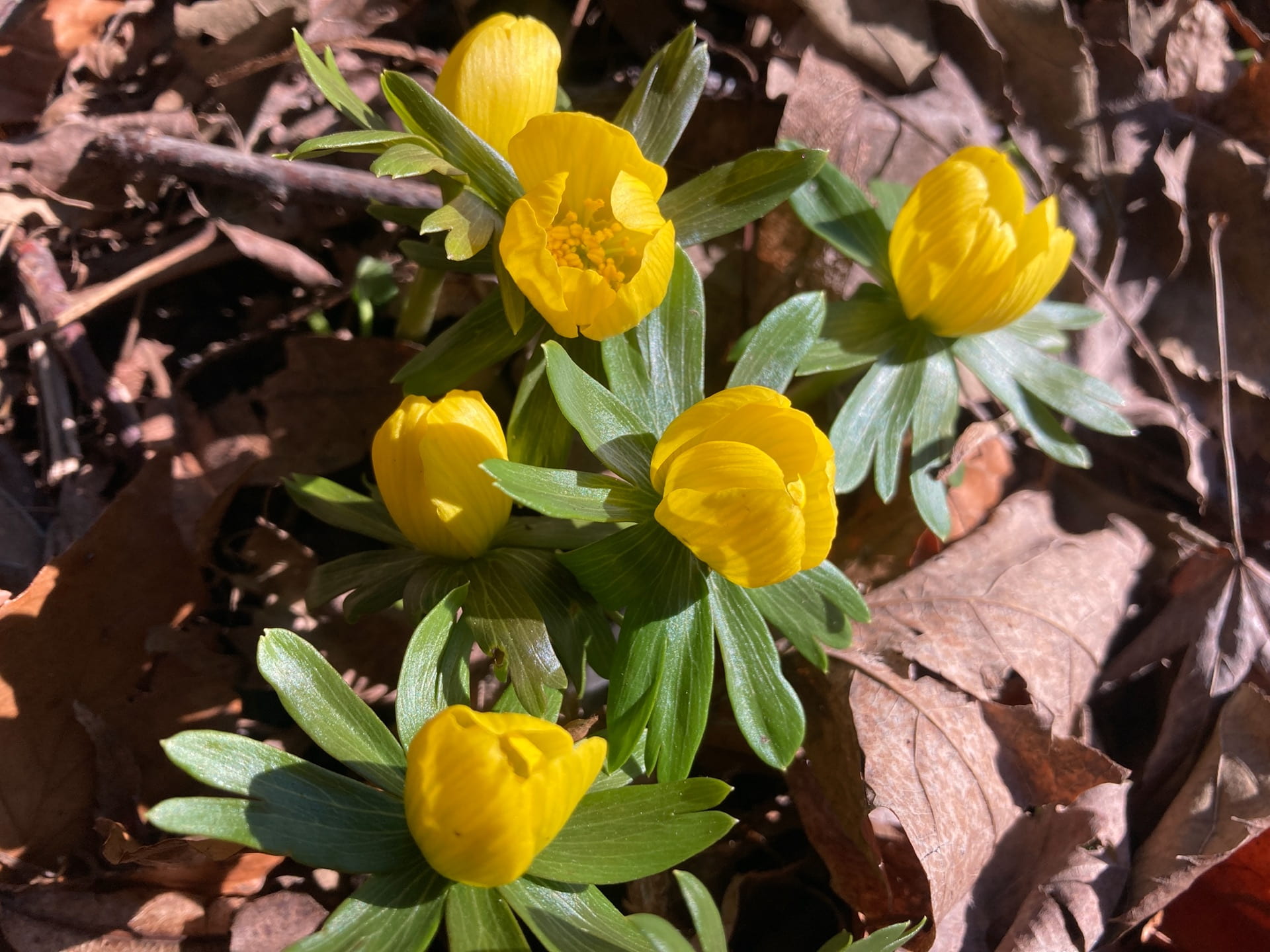 Eranthis hyemalis making an appearance after the snow melted away.