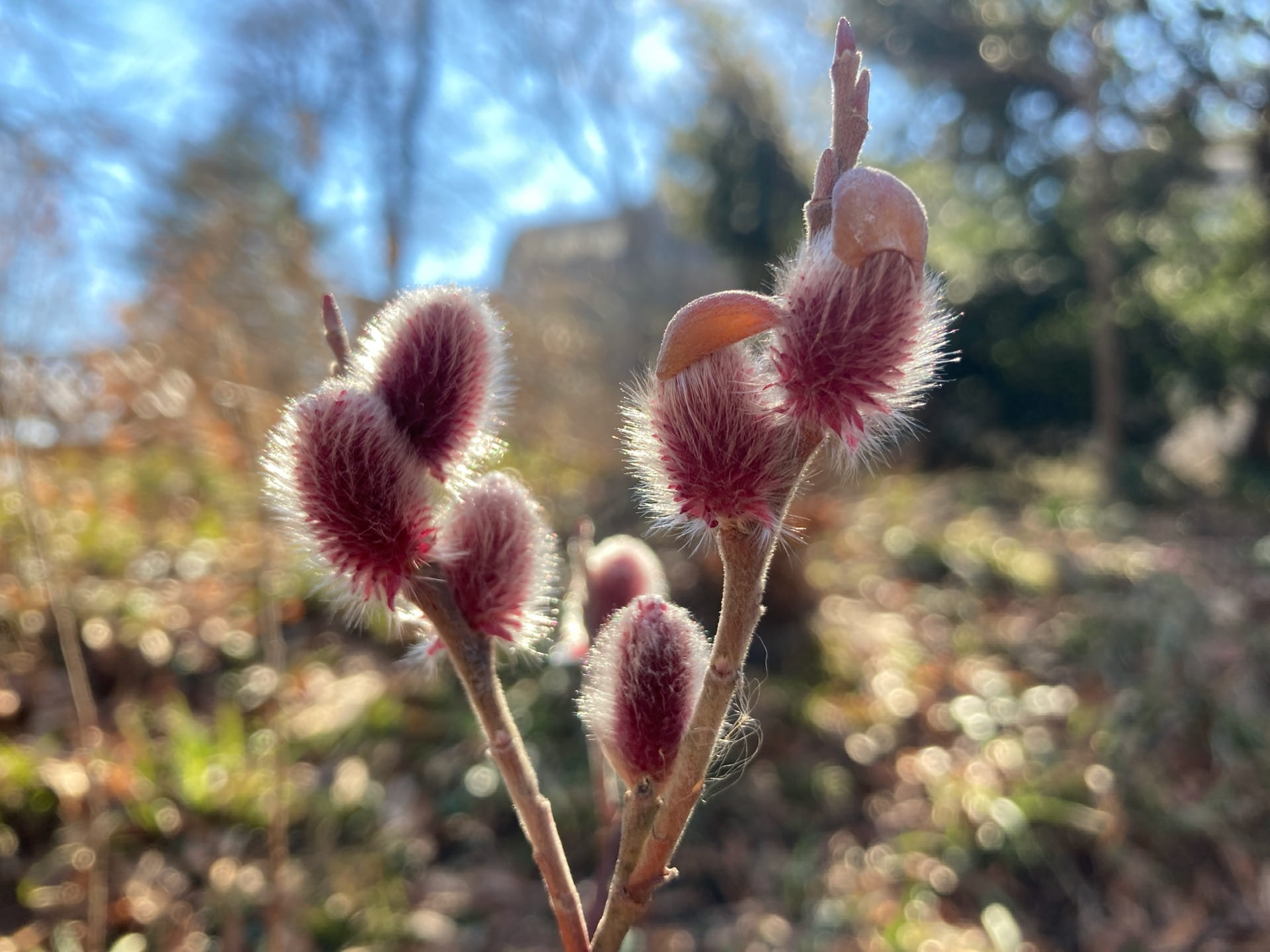 Salix gracilistyla 'Mt. Aso' blooms with fuzzy pink catkins that flower in late winter.
