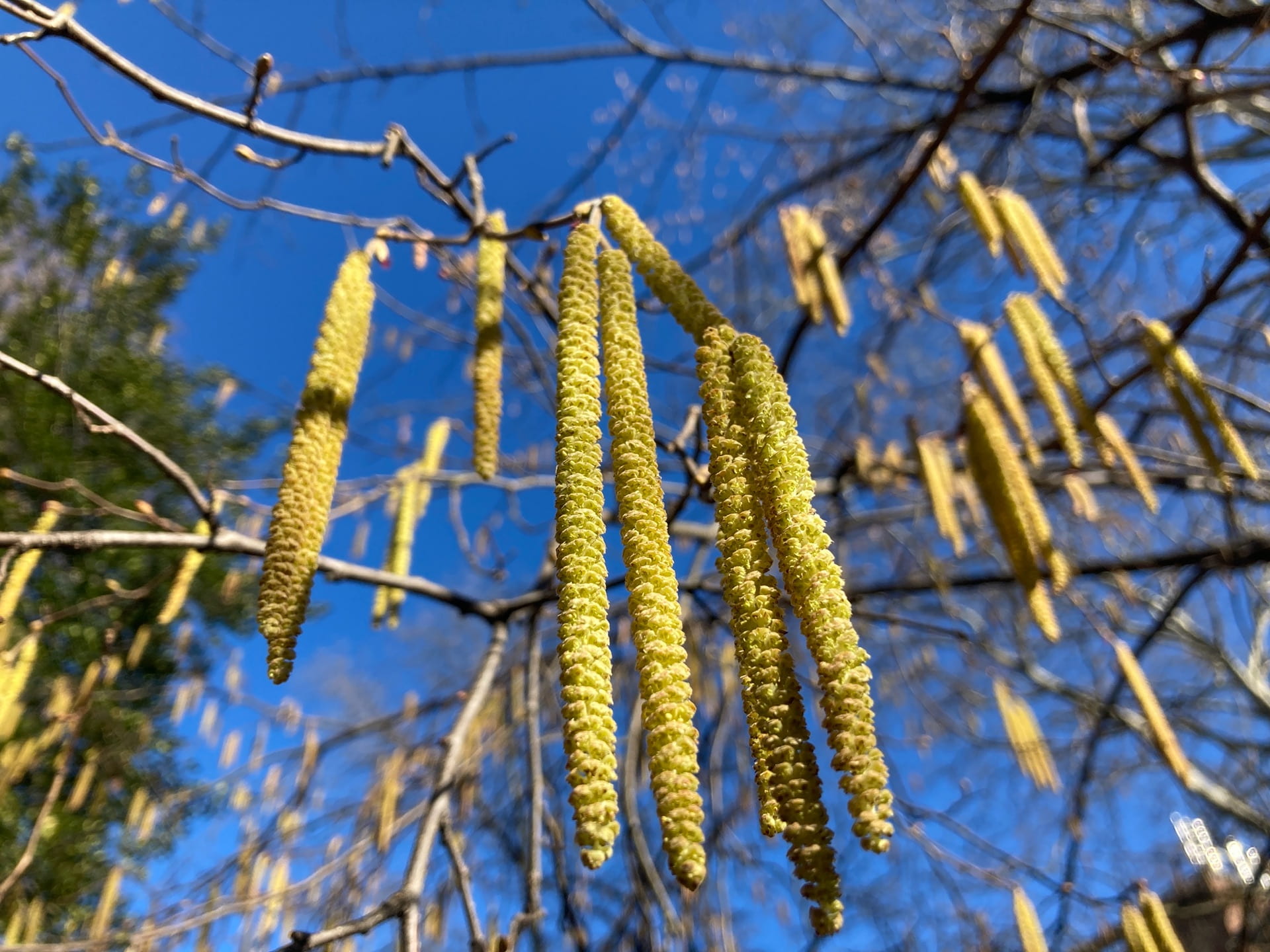 Corylus avellana flowers sway gracefully in the wind.