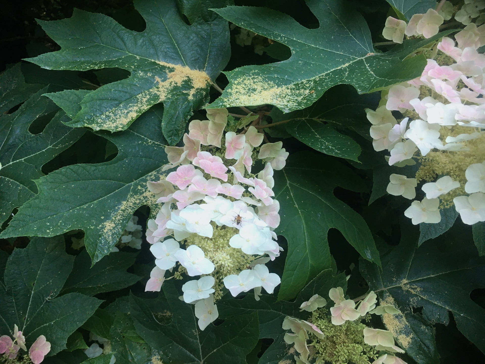 A display of Hydrangea quercifolia flowers in full bloom.