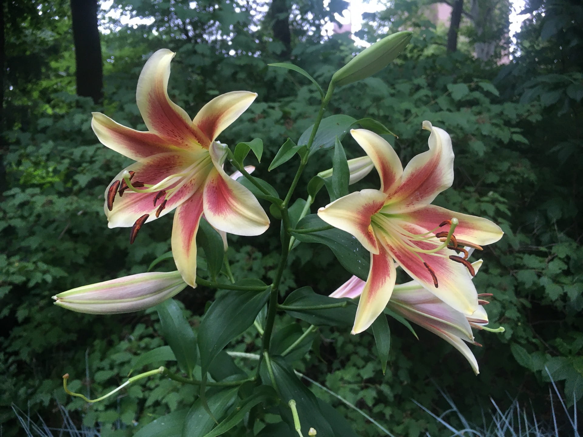 Oriental lily flowers greet park visitors as they enter the garden.