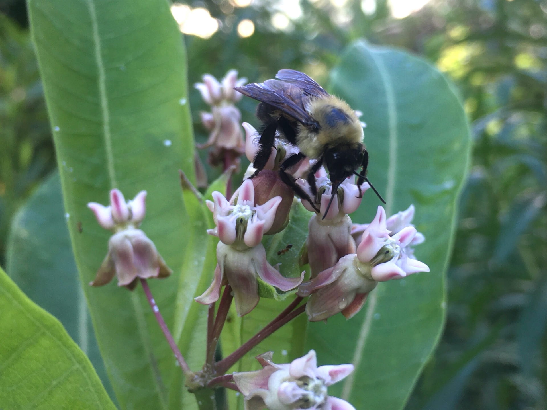 A bumble bee stopping to gather nectar at Asclepias syriaca.