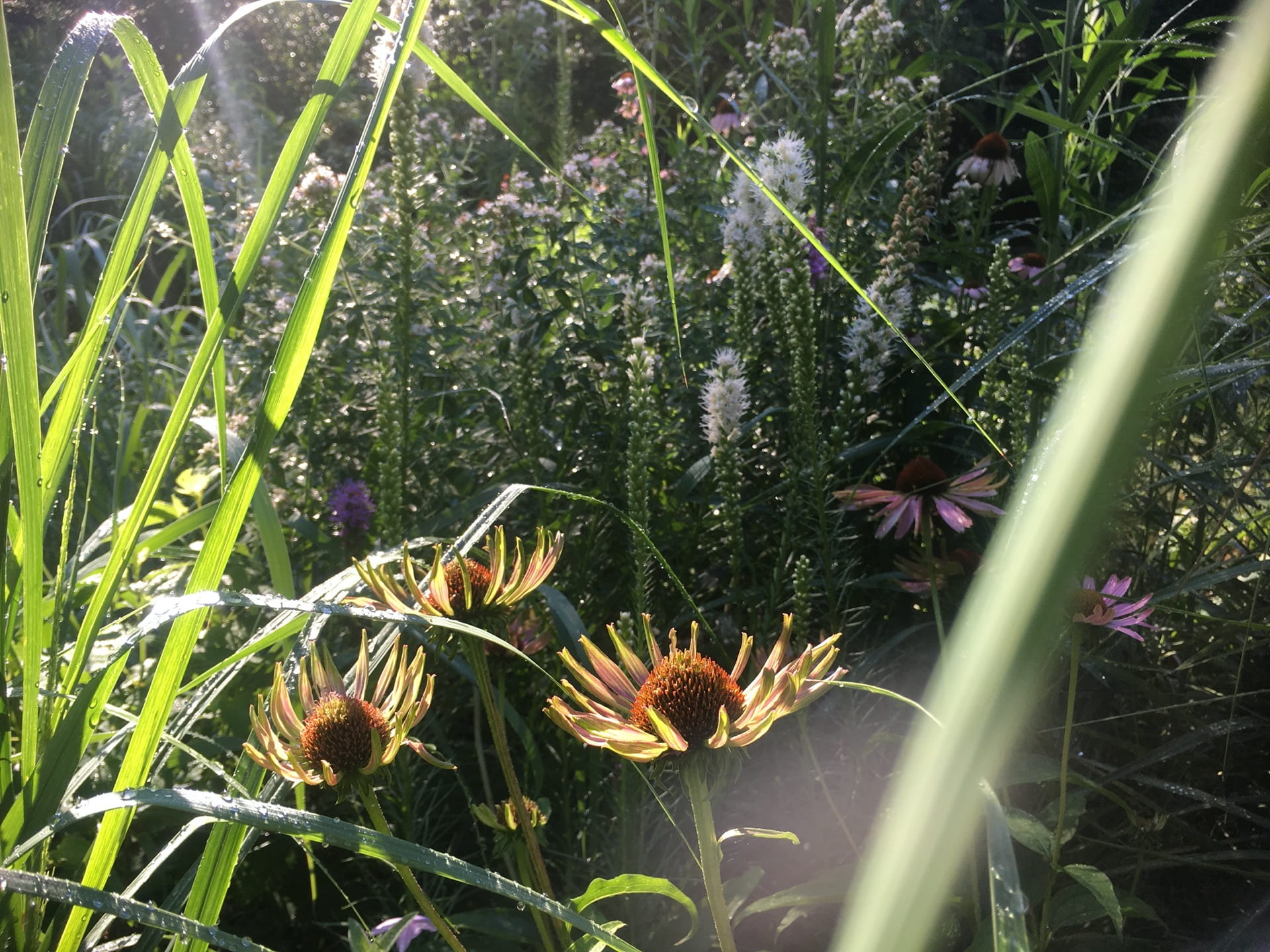 Early flowers of Echinacea purpurea are highlighted by a ray of sunshine.