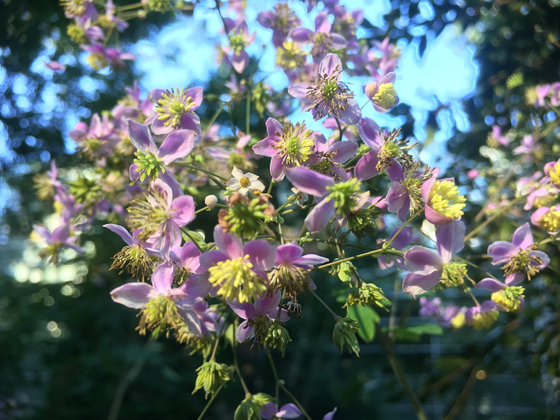 Thalictrum rochebruniatum flowers stand around six feet tall, allowing for an up close look.