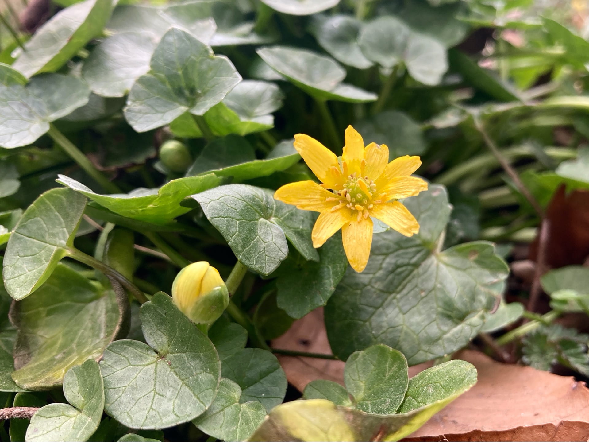 Ficaria verna, also known as lesser celandine, is an introduced invasive species that, unfortunately, thrives in the moist soils of the park.