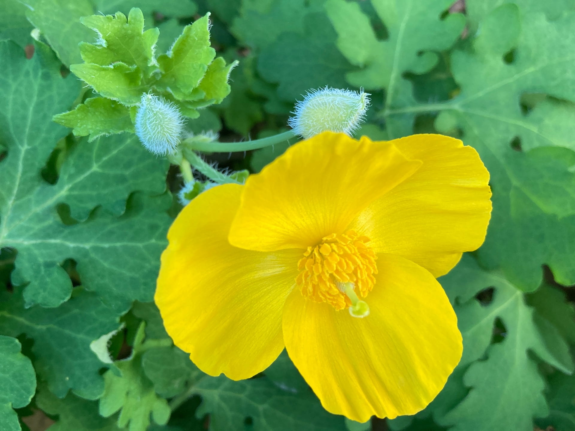 Bright yellow flowers of the woods-poppy, Stylophorum diphyllum, lights up any shady planting.