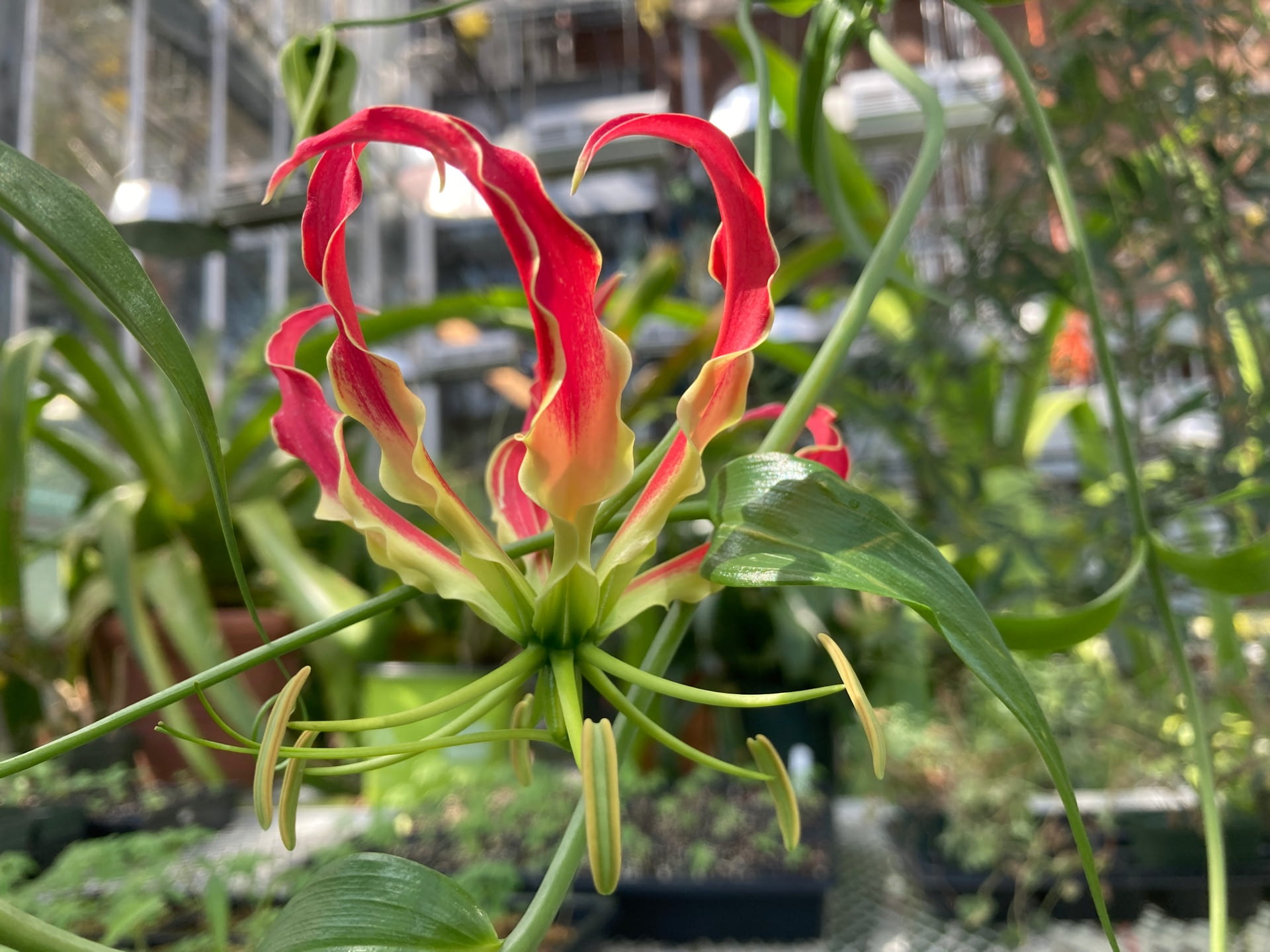 The Gloriosa lily, Gloriosa superba, was dormant just a few weeks ago, and is now blooming with fiery flowers.