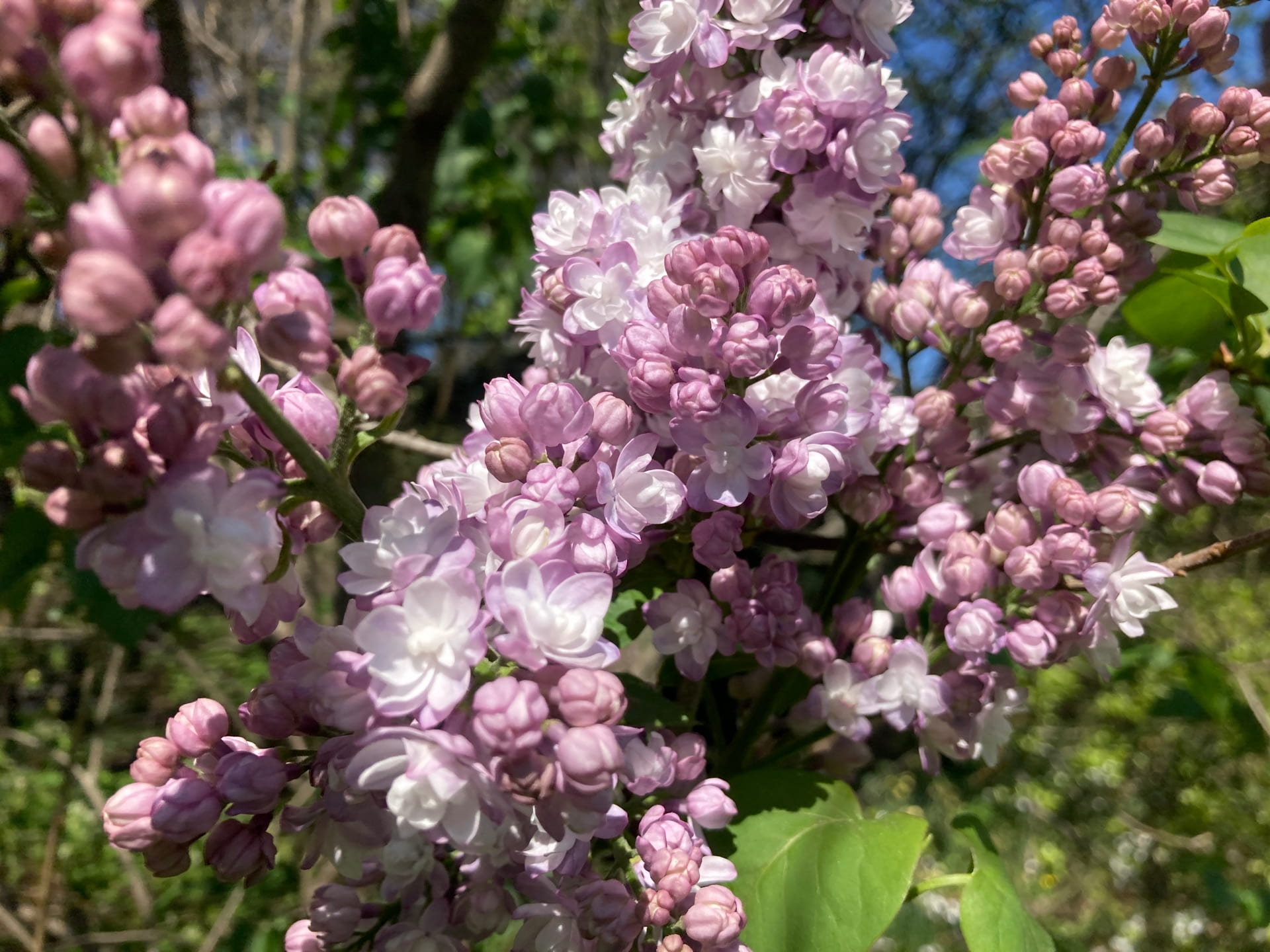 Fragrant flowers of this lilac, Syringa vulgaris cv., permeate the South Lawn with their sweet scent.