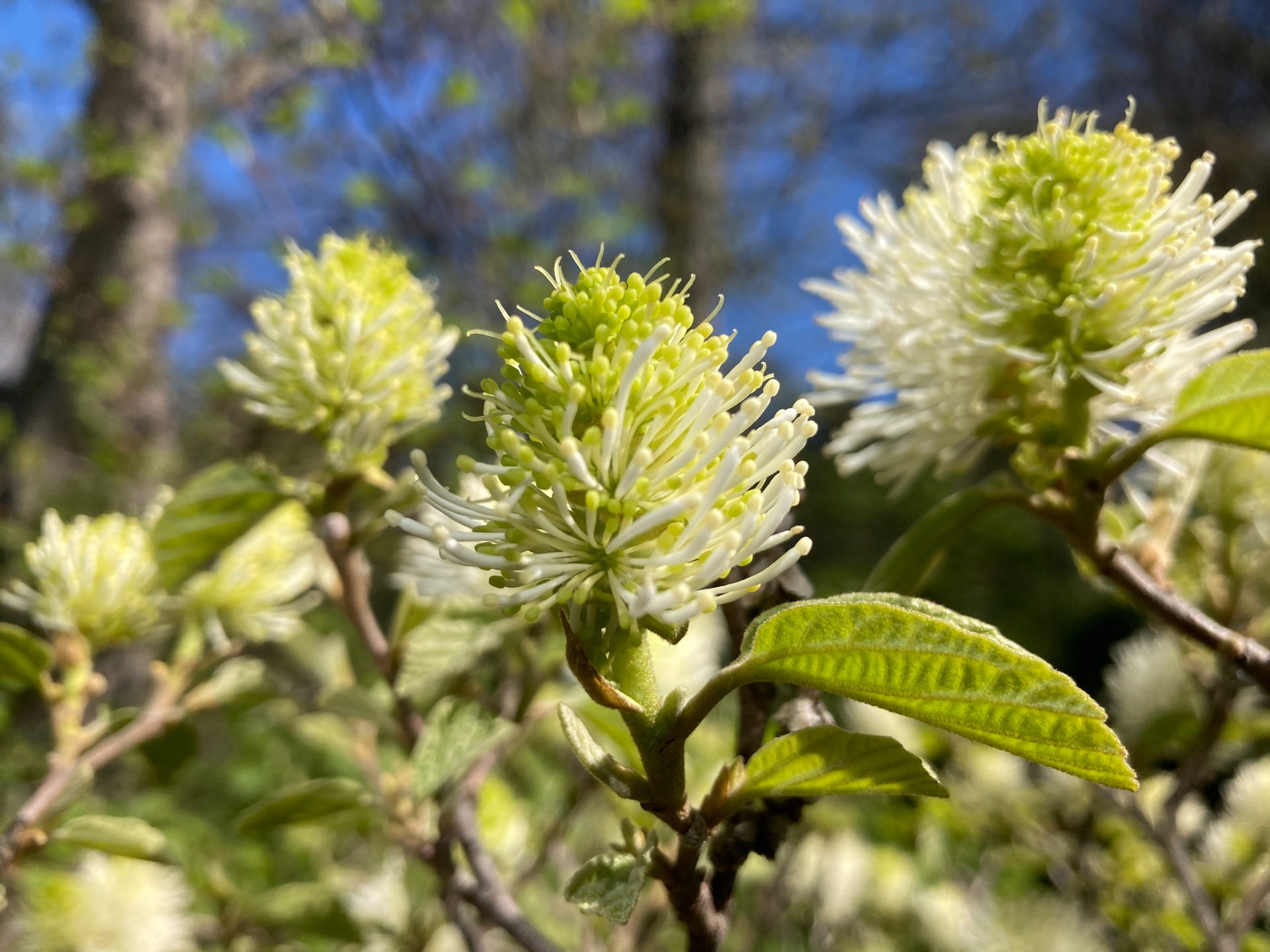 The unique bottlebrush flowers of Fothergilla major do not have any petals, but instead are entirely composed of reproductive parts.