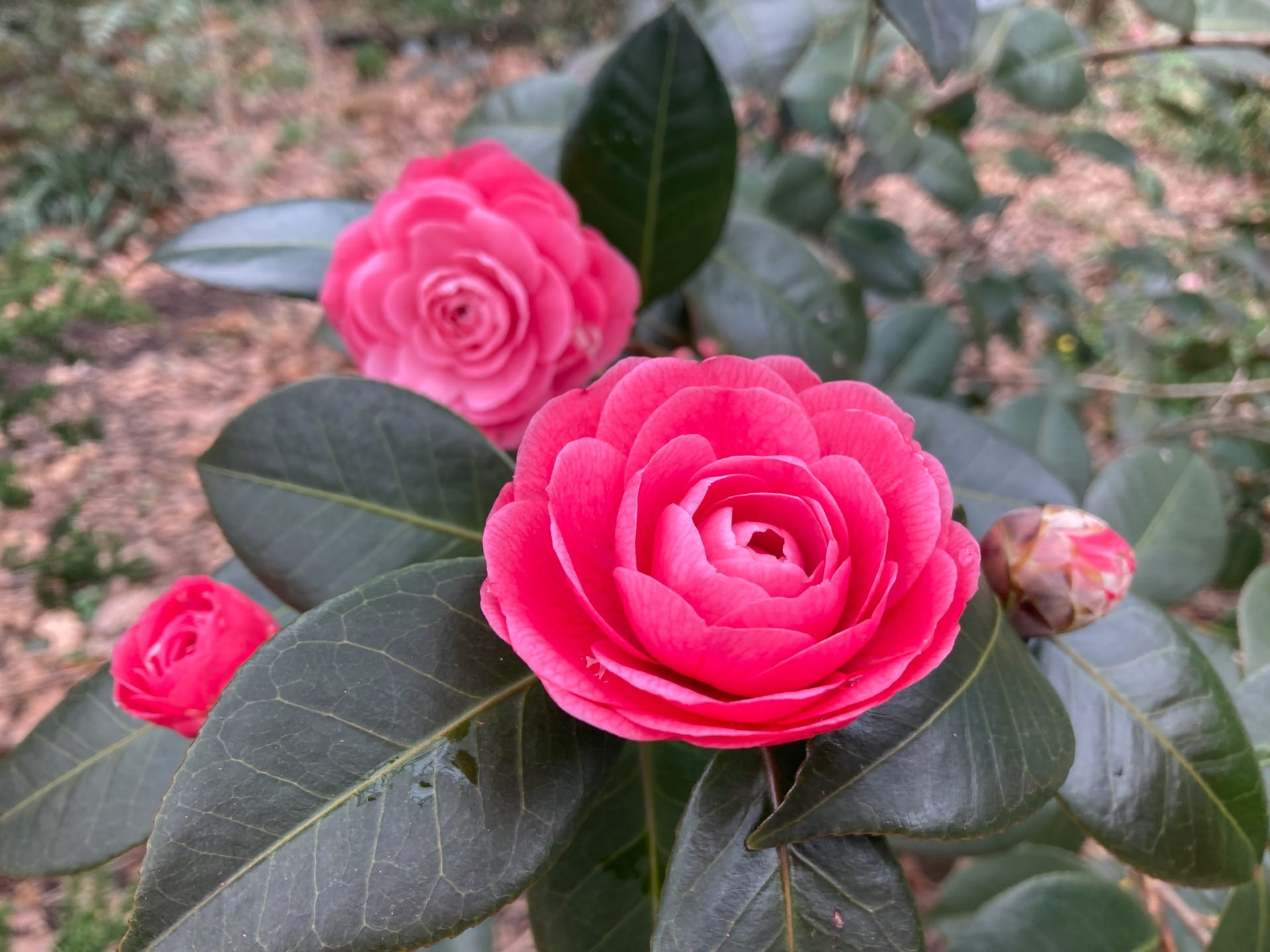 The flowers of Camellia japonica 'April Kiss' steal the show.