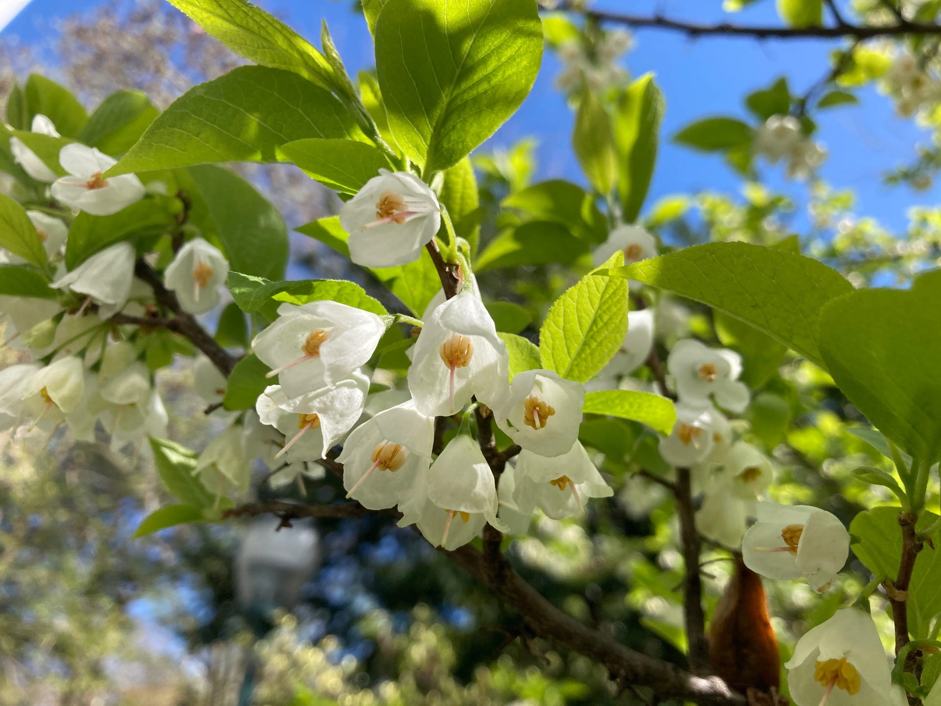 The Carolina silverbell, Halesia carolina, blooms with pendulous white flowers in April, which are irresistible to bees.