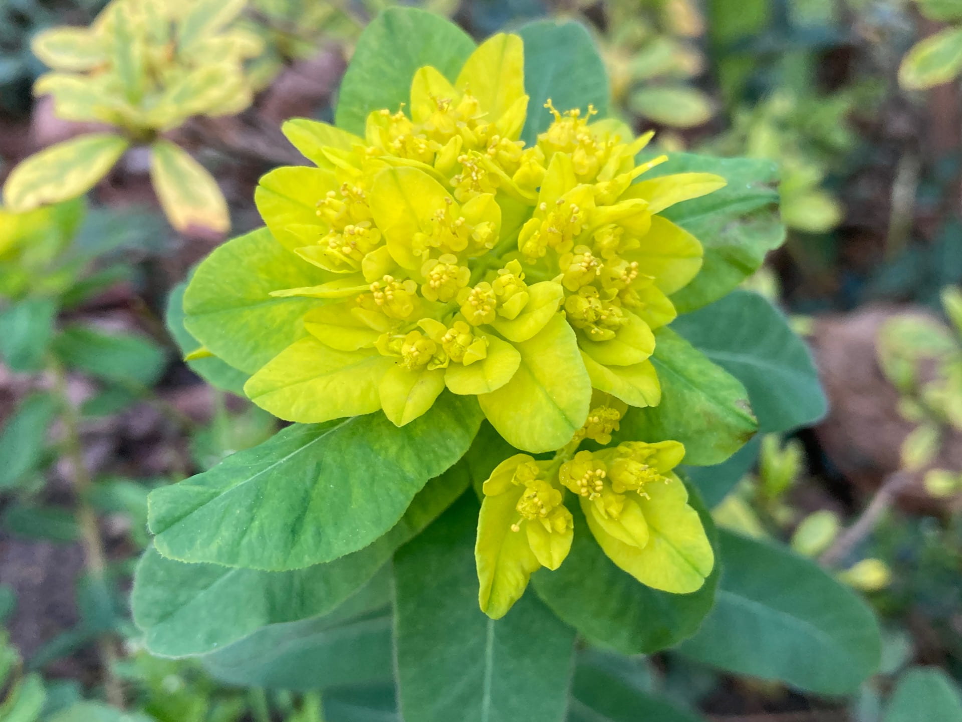 The acid yellow flowers of Euphorbia polychroma typify the fresh colors of the season.