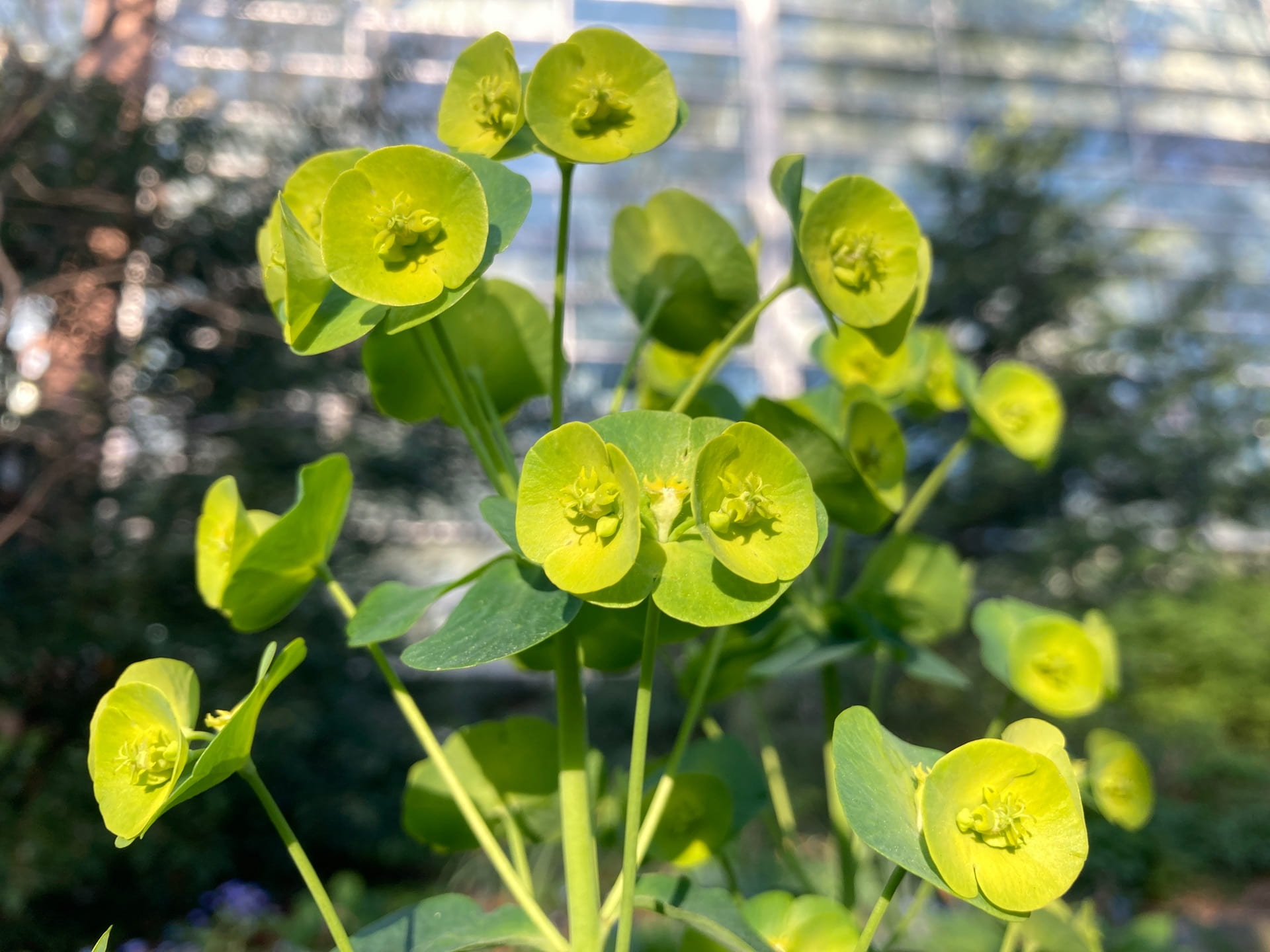 Flowers of the wood spurge, Euphorbia amygdaloids var. robbiae, are an electric green.