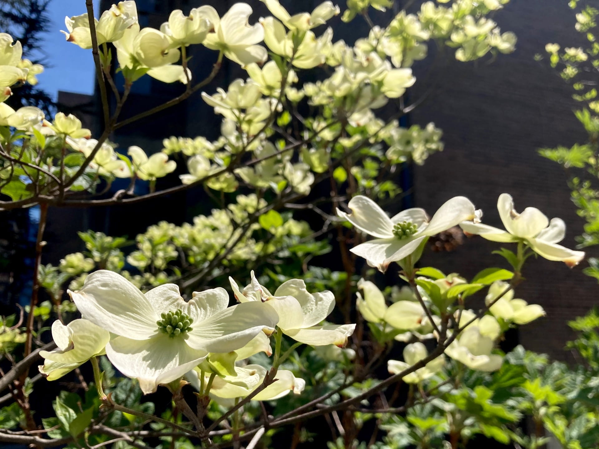 Dogwood flowers, Cornus florida, highlighted by afternoon sun.