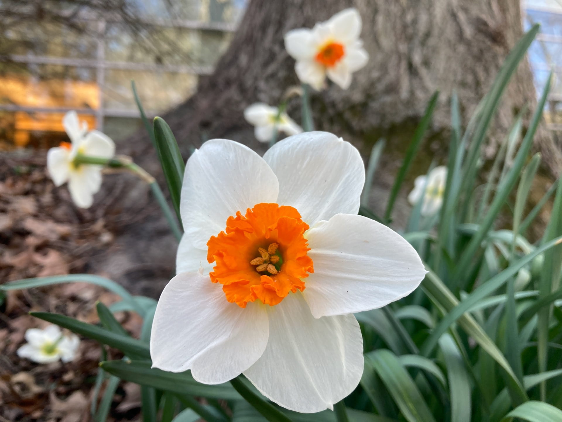 Narcissus 'Barrett Browning' blooms at the base of a red oak.