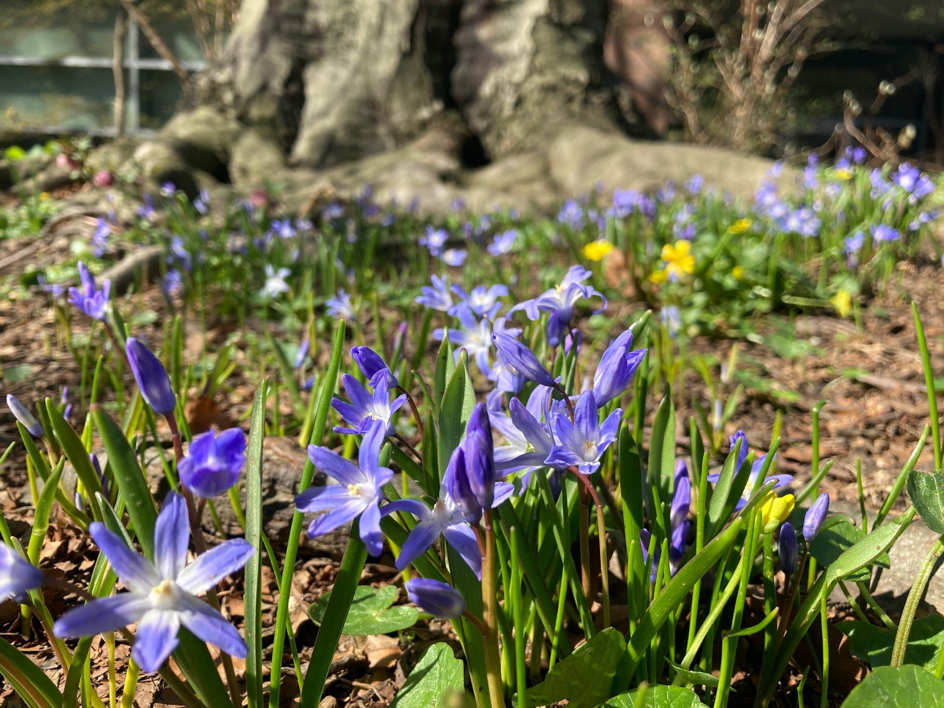 Chionodoxa forbesii blooms amongst the roots of Fagus grandifolia.