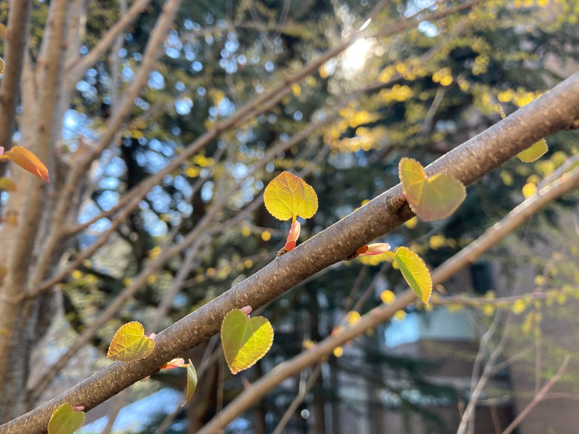 Spring sunshine illuminates the new leaves of Cercidiphyllum japonicum.