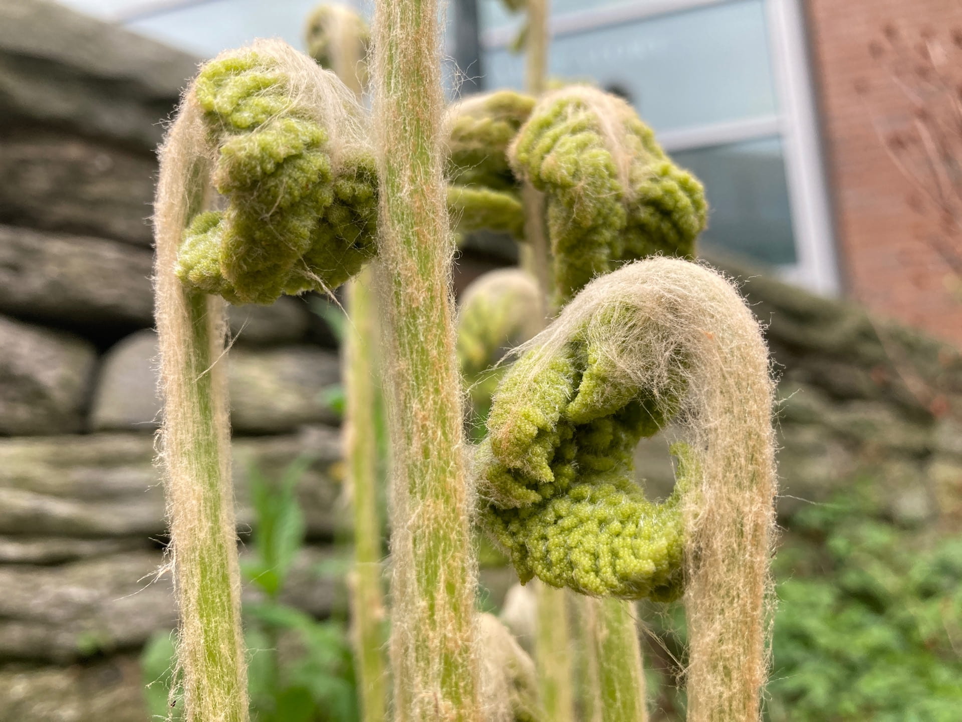 A close up of the fuzzy unfurling fronds of Osmunda ferns.