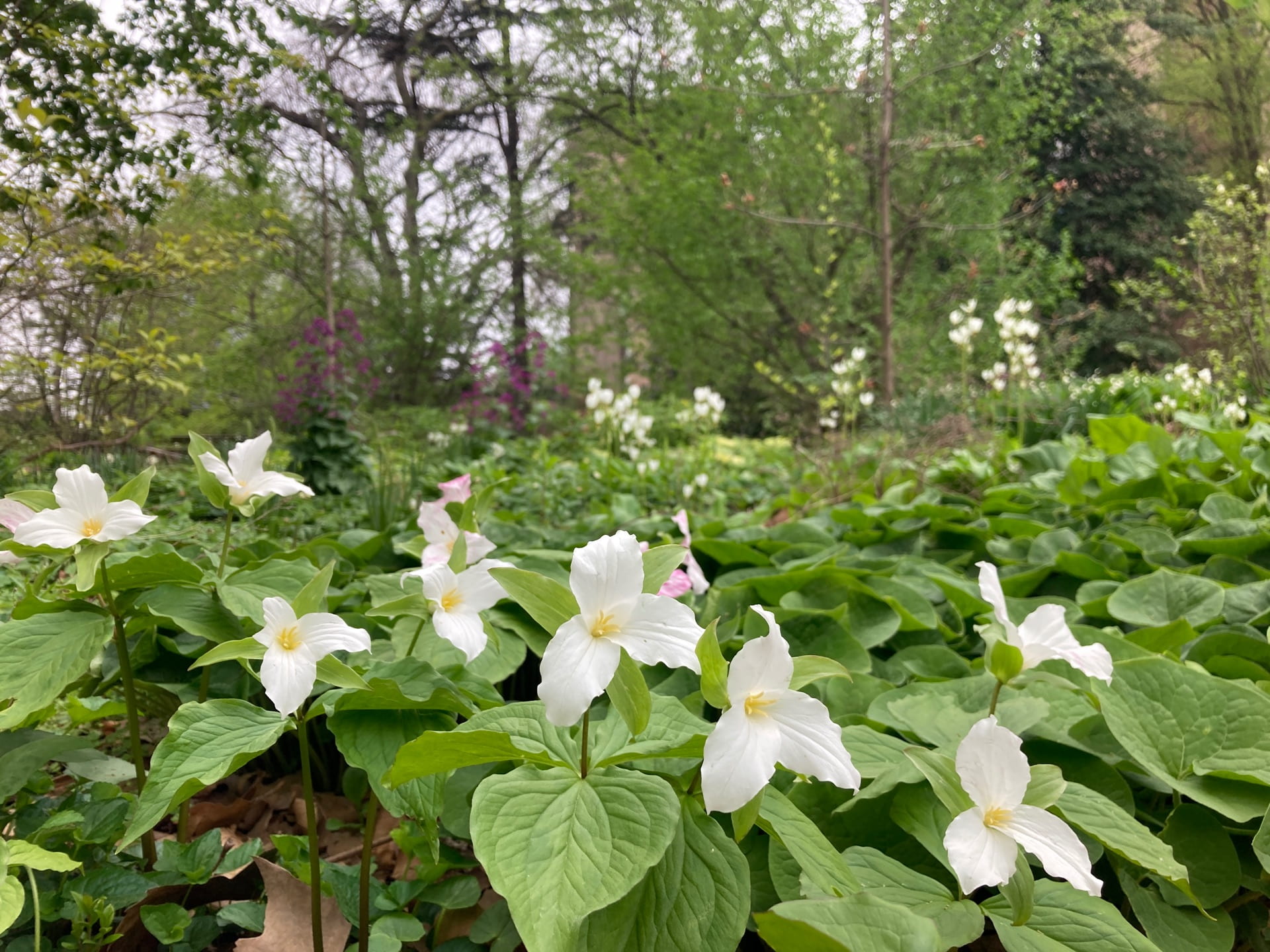 Different species of Trillium are dotted throughout the Woodland Garden.