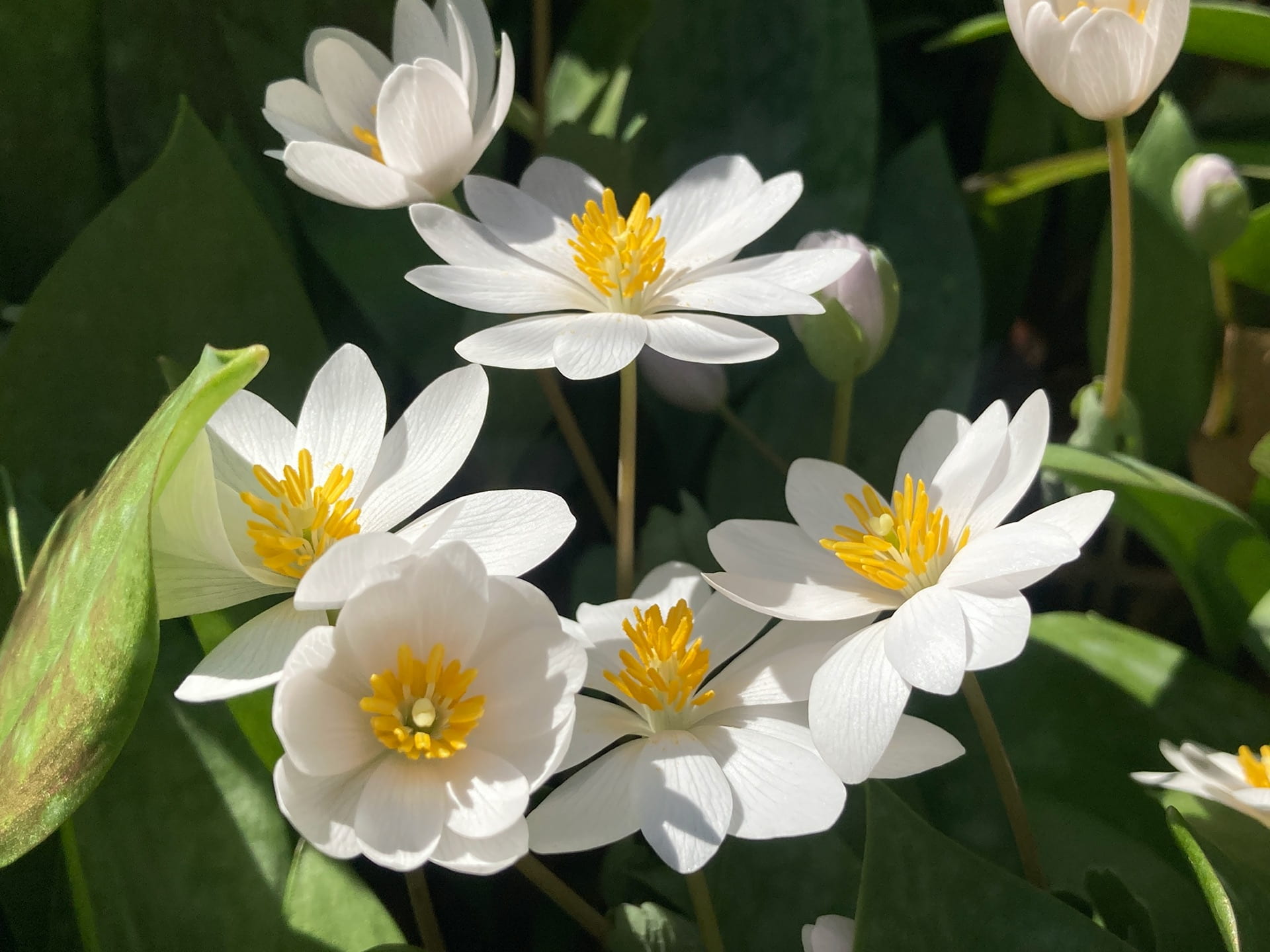 Bloodroot, Sanguinaria canadensis, grows through the park's patch of trout lilies.