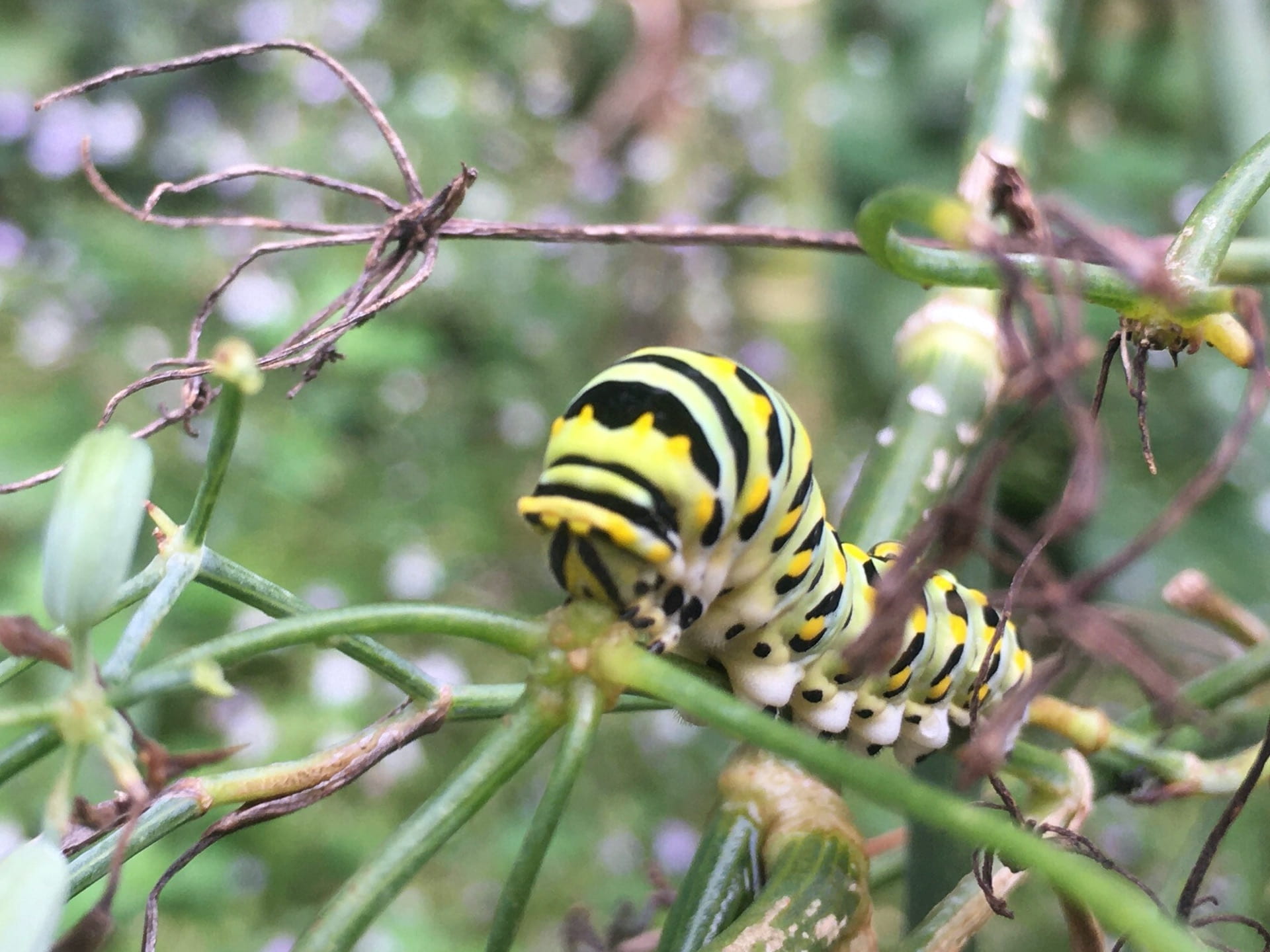 An eastern black swallowtail caterpillar, Papilio polyxenes, munches on fennel stems.