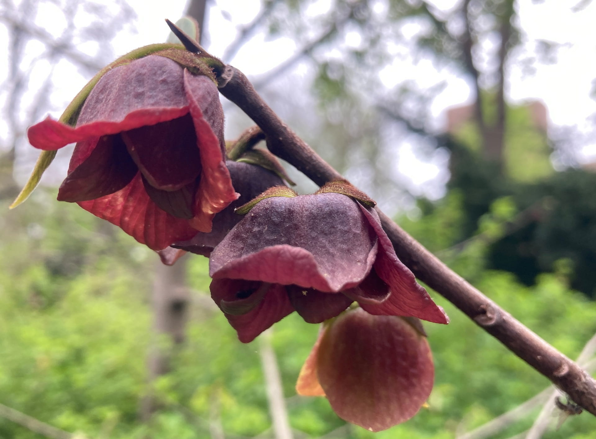 Asimina triloba, the pawpaw, has deep red flowers, because it is pollinated by carrion insects like flies and beetles, who mistake the flower for decomposing meat.