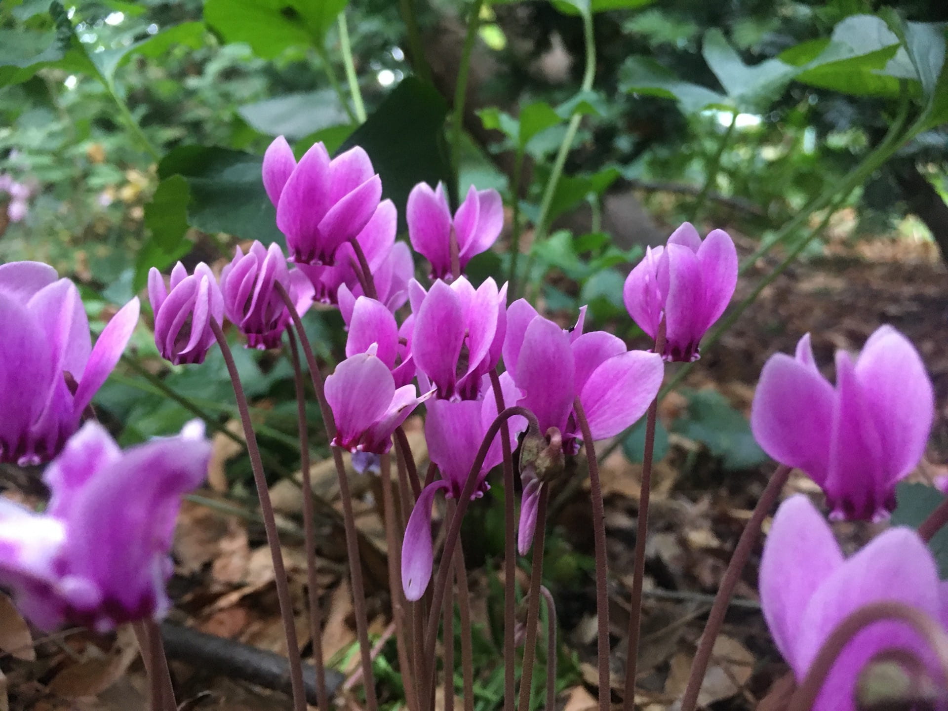 The flowers of Cyclamen hederifolium bloom before its foliage emerges for the winter.