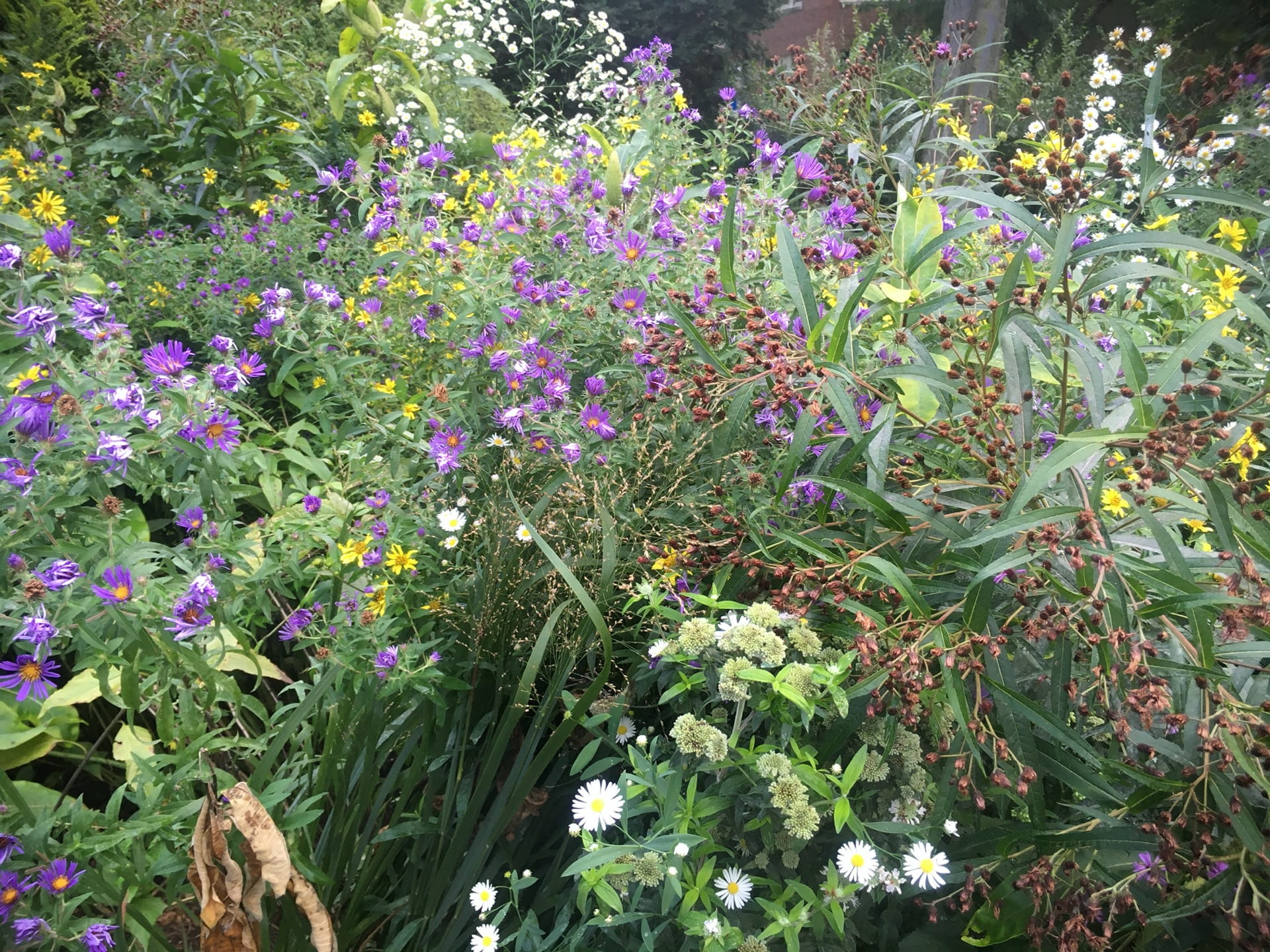 A complex mix of plants from the Aster family reaches its peak in mid autumn.